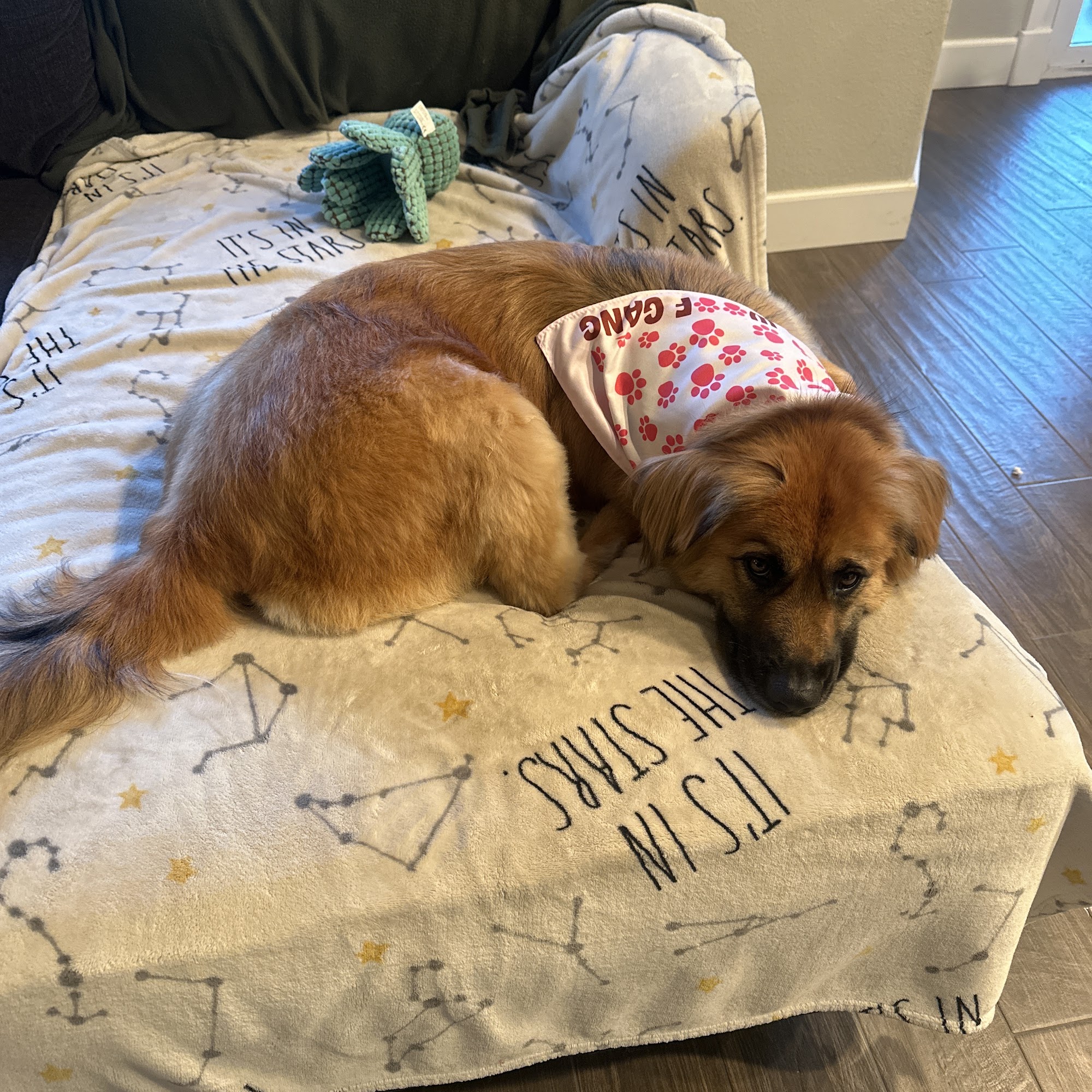 Woof Gang Bakery & Grooming Chino Hills 15850 Soquel Canyon Pkwy Suite E, Chino Hills California 91709