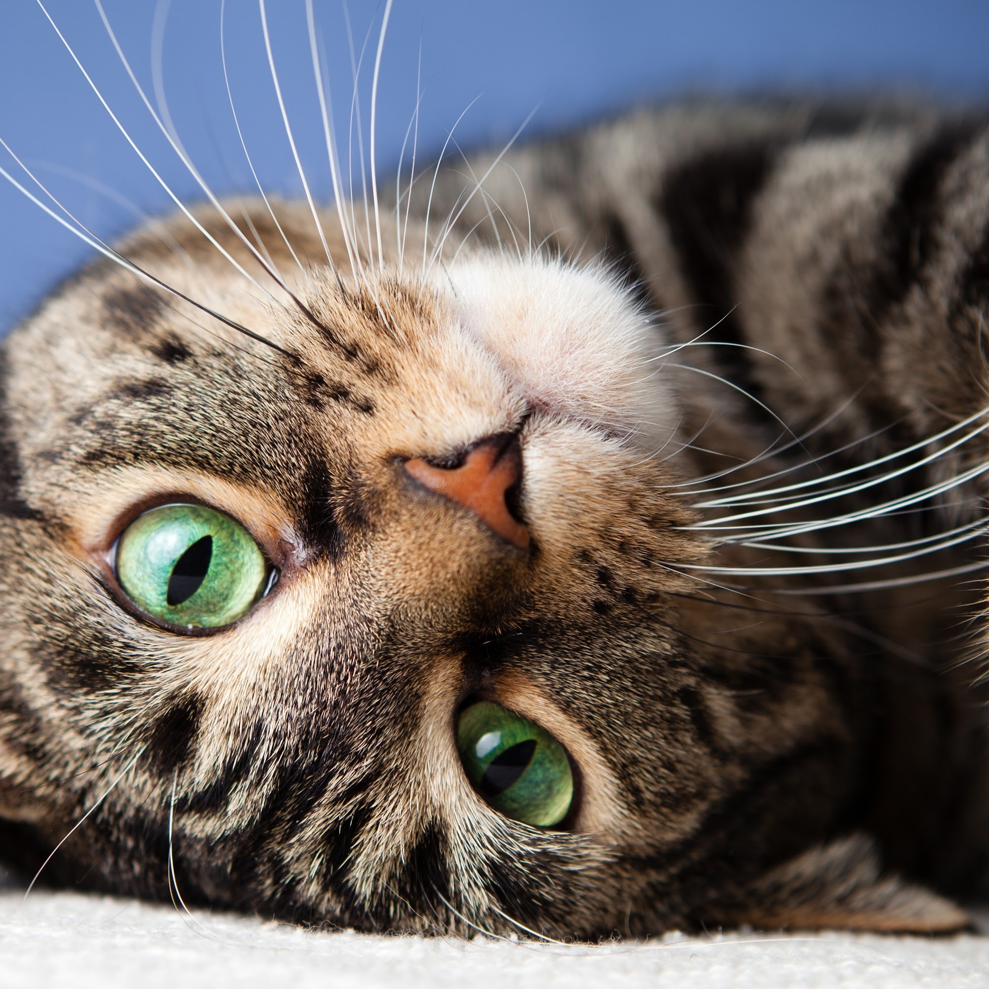 Francis Animal Hospital Chino