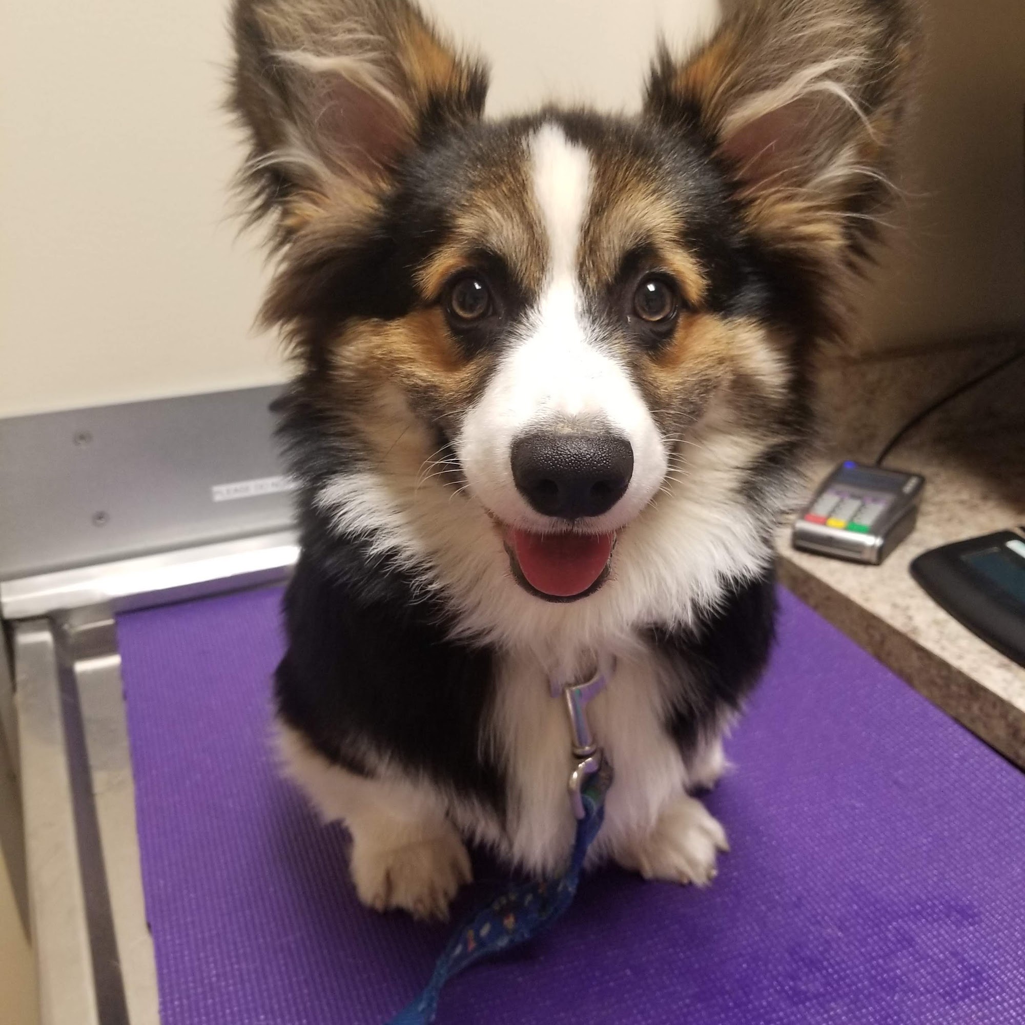 Loving Hands Animal Hospital, Inc Chino