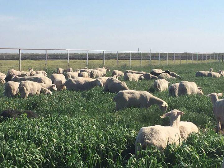 Golden Valley Farm Chowchilla