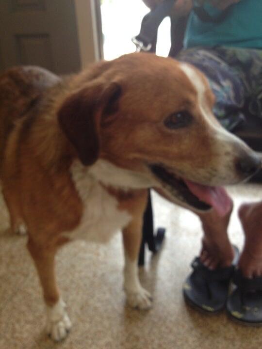 VCA Bonita Animal Hospital Chula Vista