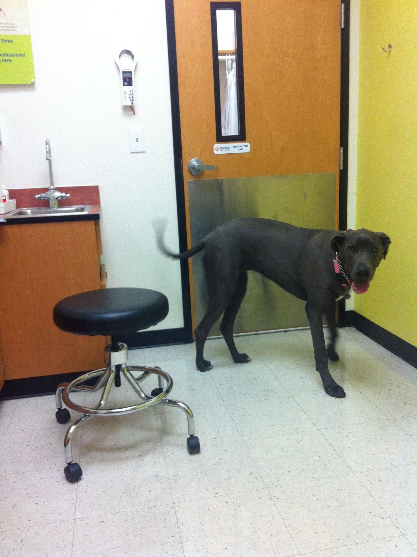 Banfield Pet Hospital Chula Vista