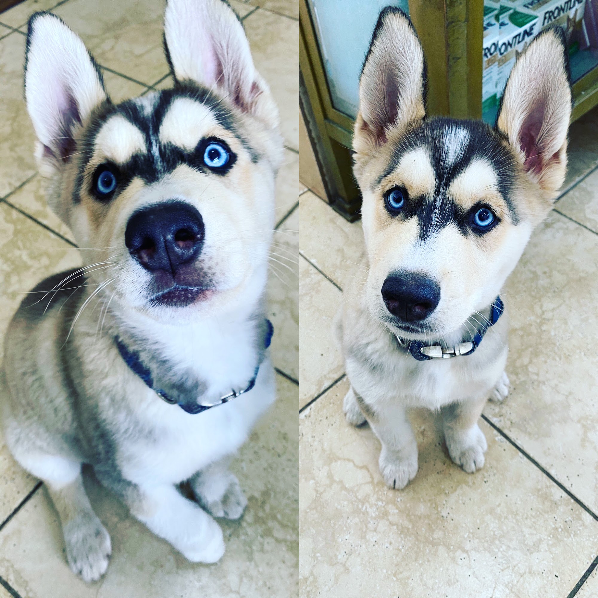 Otay Pet Vets Chula Vista