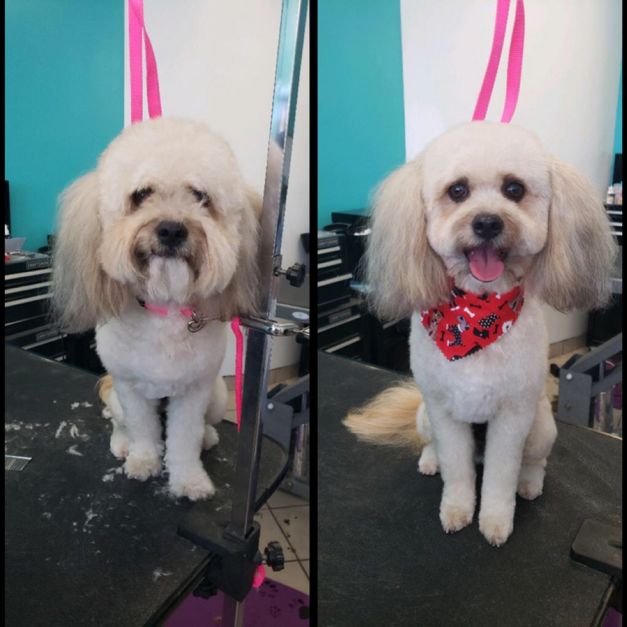 Shampooch Chula Vista