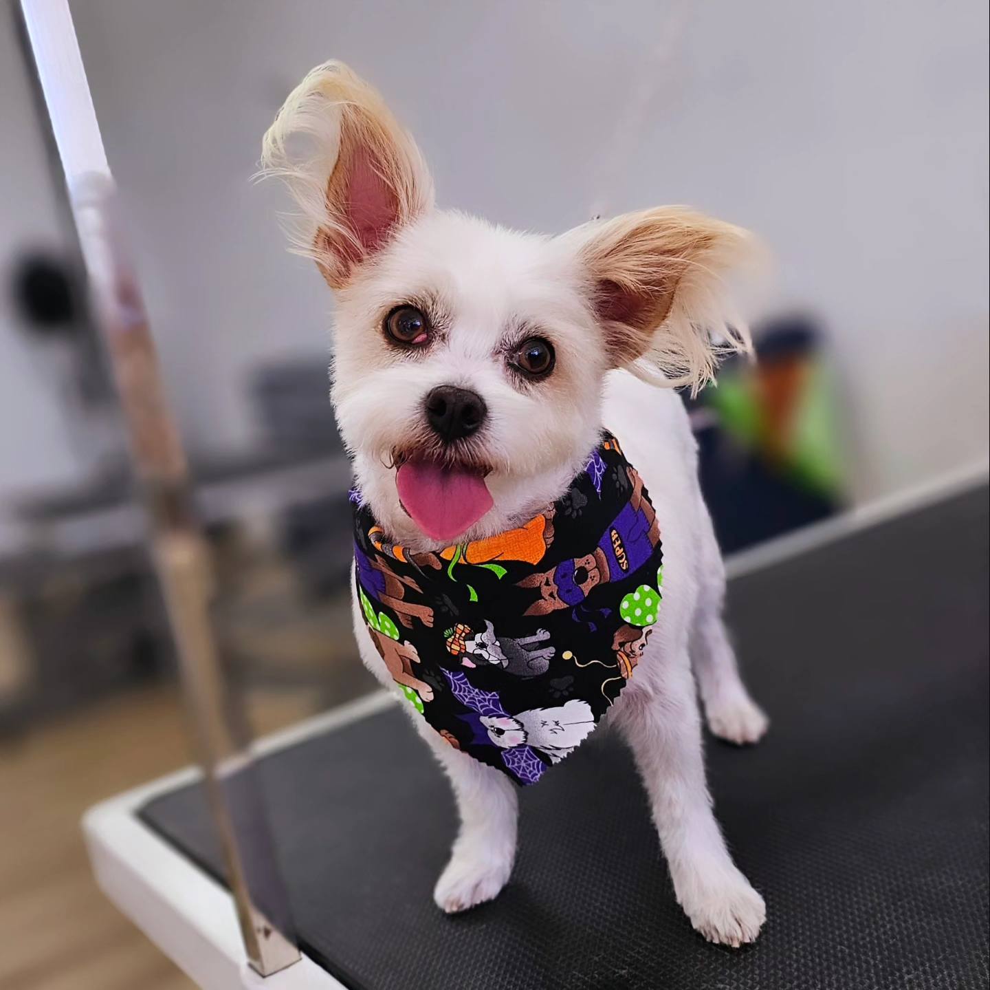 The Dandy Dog Chula Vista