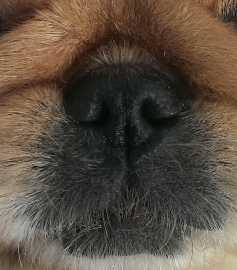 Reasons to Wag Chula Vista