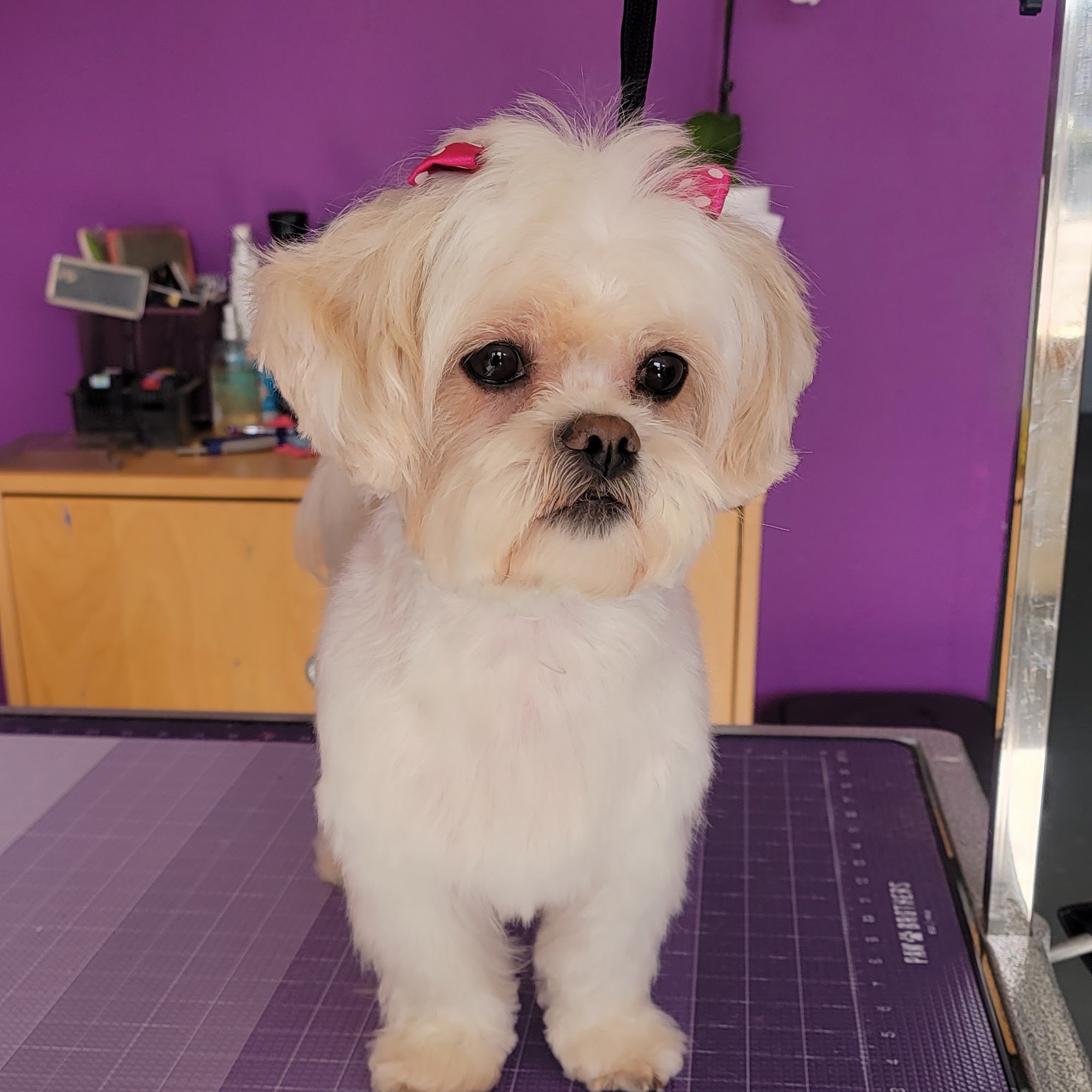 Wow pet's grooming Chula Vista