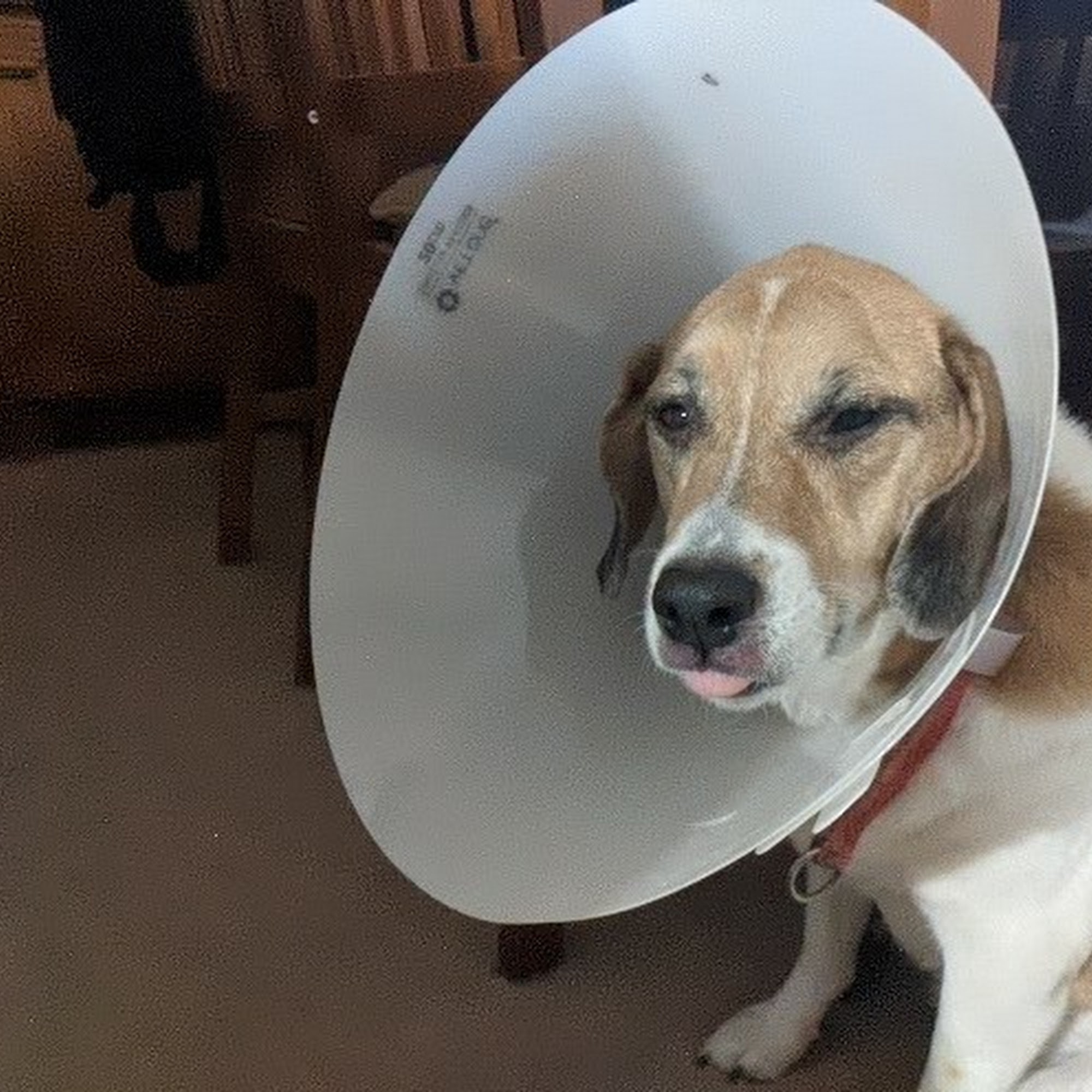 Mercy Pet Hospital Citrus Heights