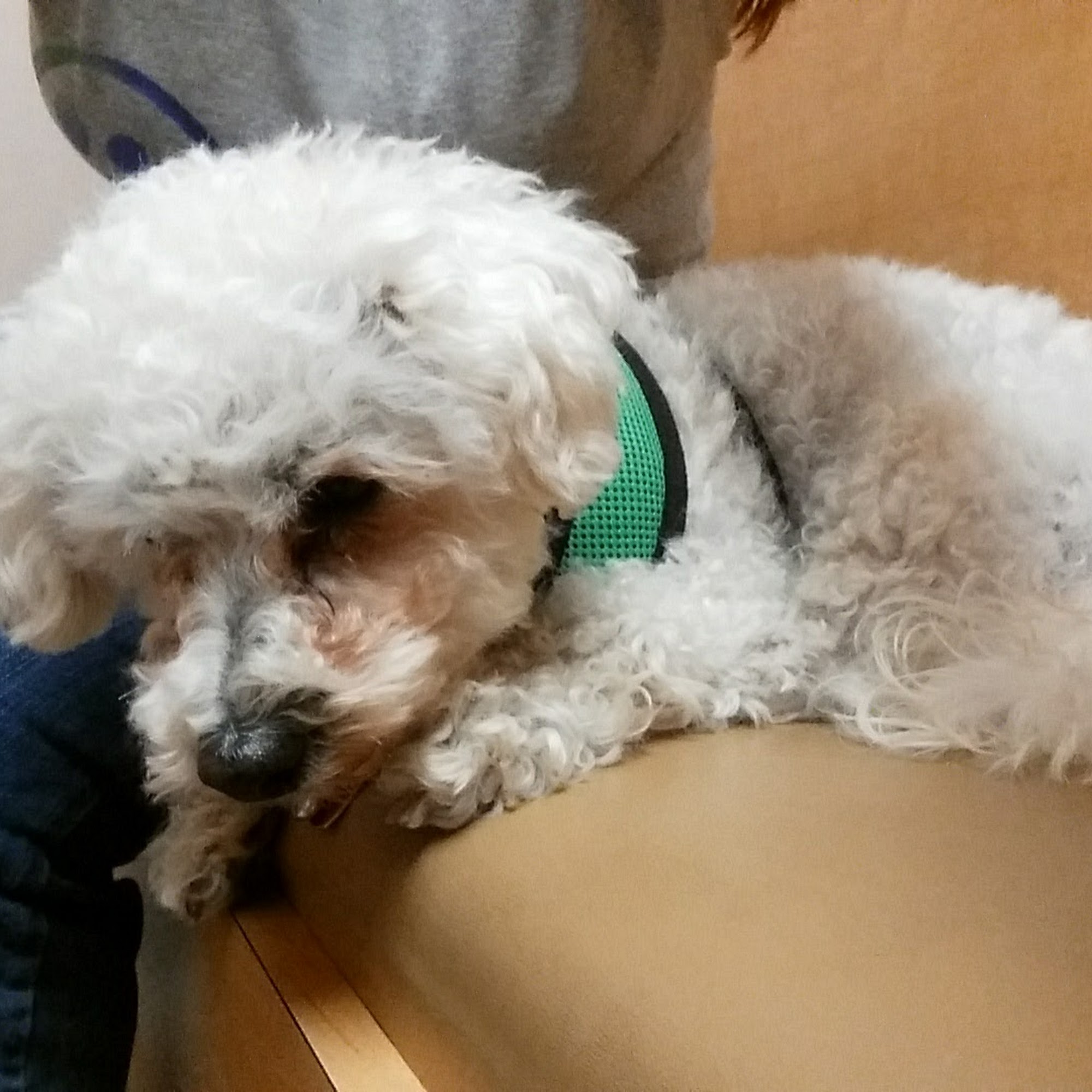 Sunrise Boulevard Animal Hospital Citrus Heights