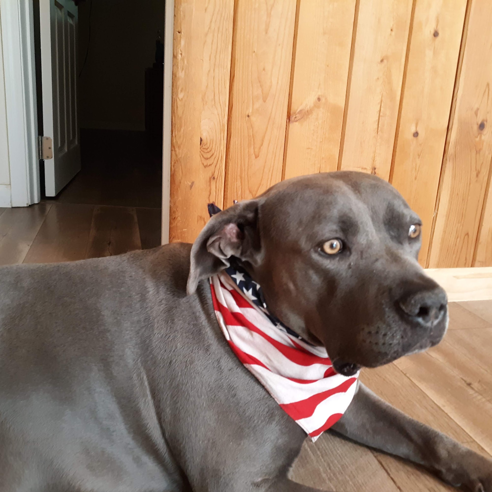 Summer Hills Veterinary Hospital Citrus Heights