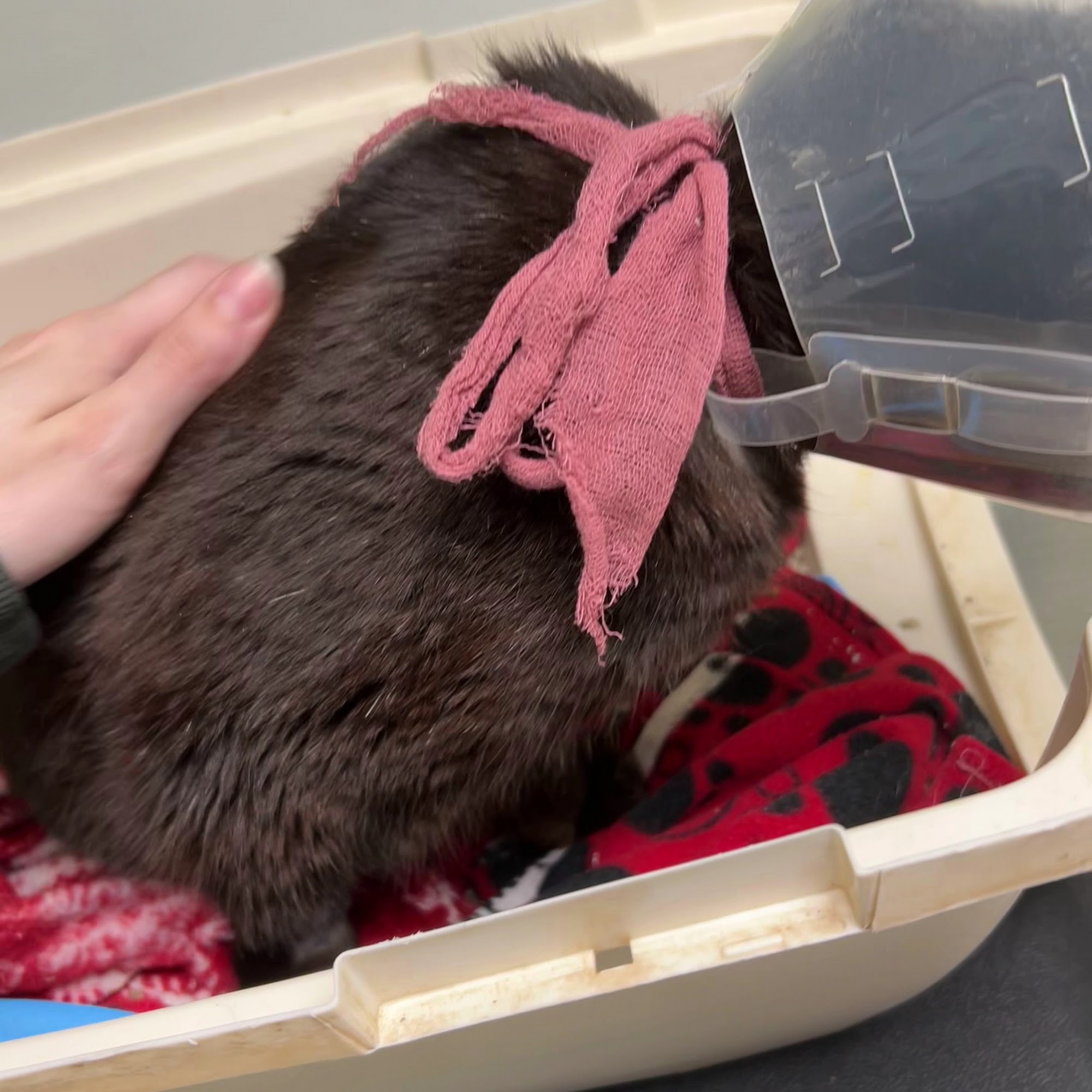 Akaal Pet Hospital Citrus Heights