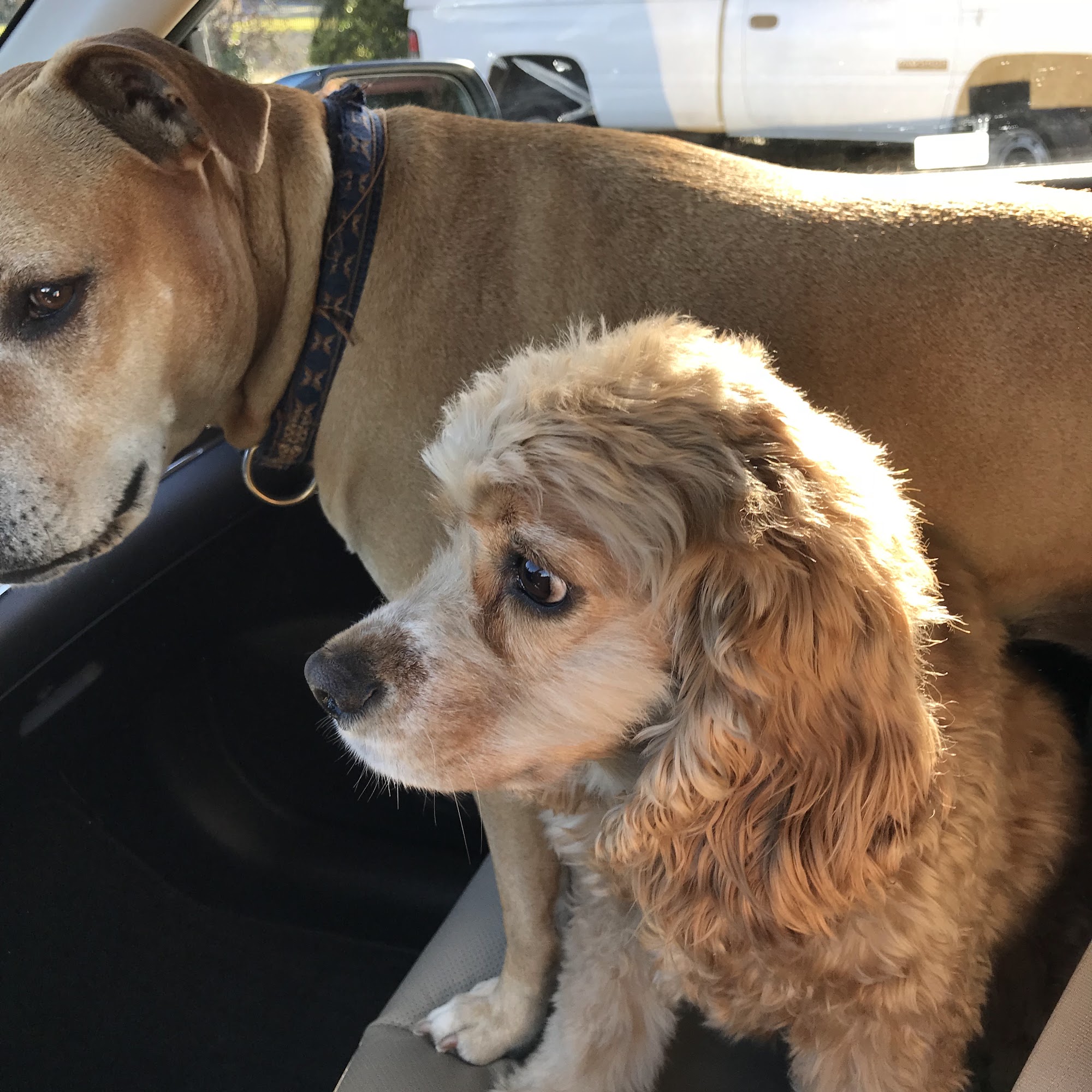 San Juan Veterinary Hospital Citrus Heights