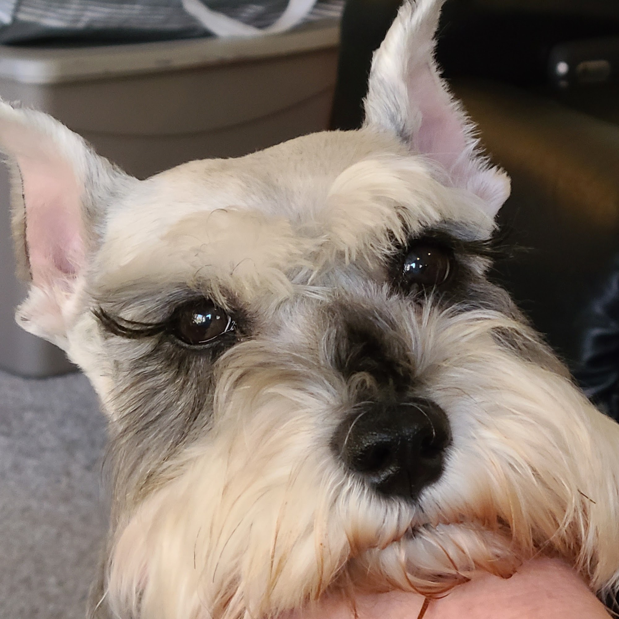 Jackie's Pet Grooming Citrus Heights