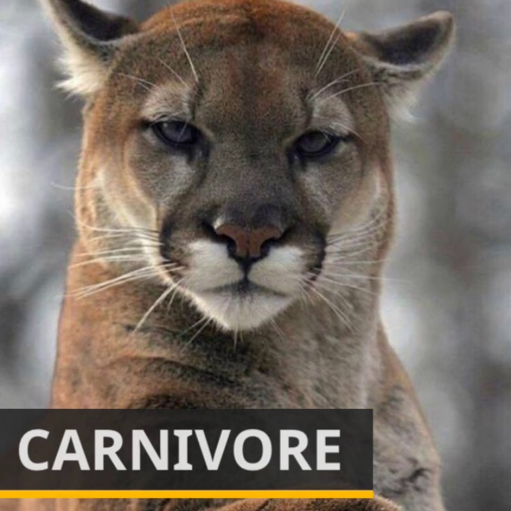 Bens Barketplace - Citrus Heights Citrus Heights