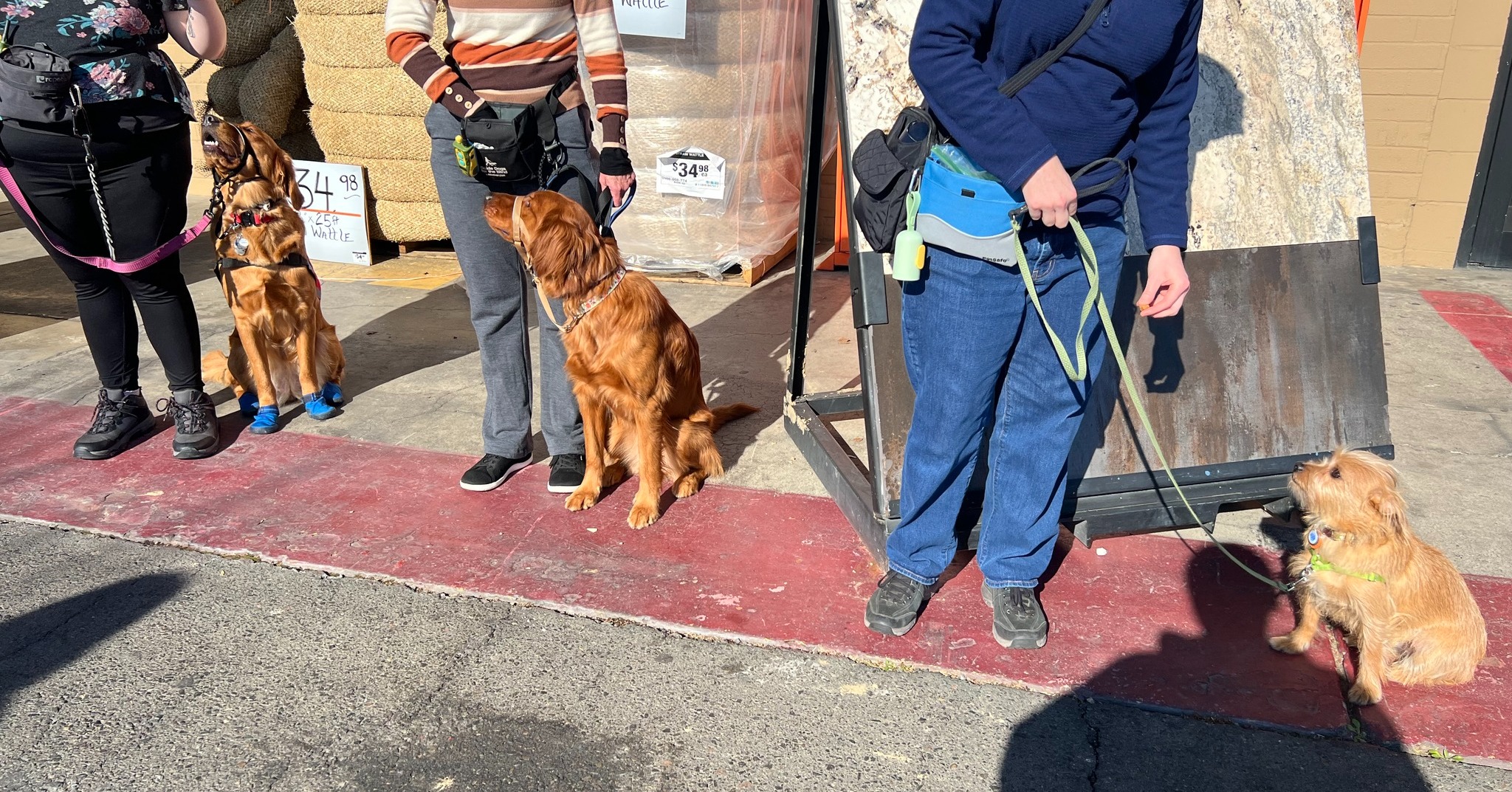 All Stage Canine Development Citrus Heights