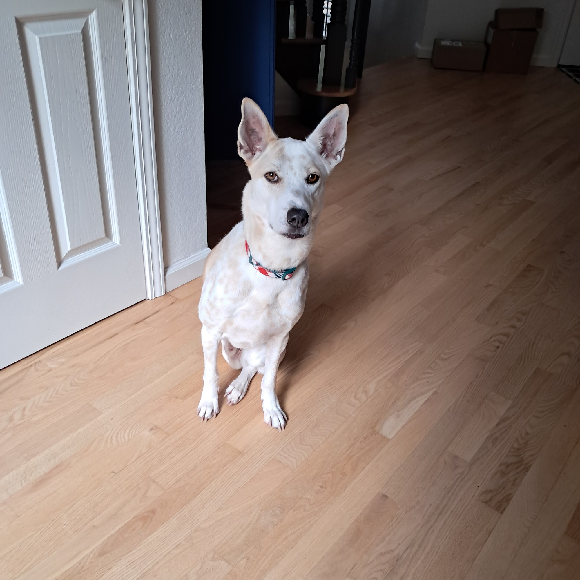 Always Available Pet Sitting Citrus Heights