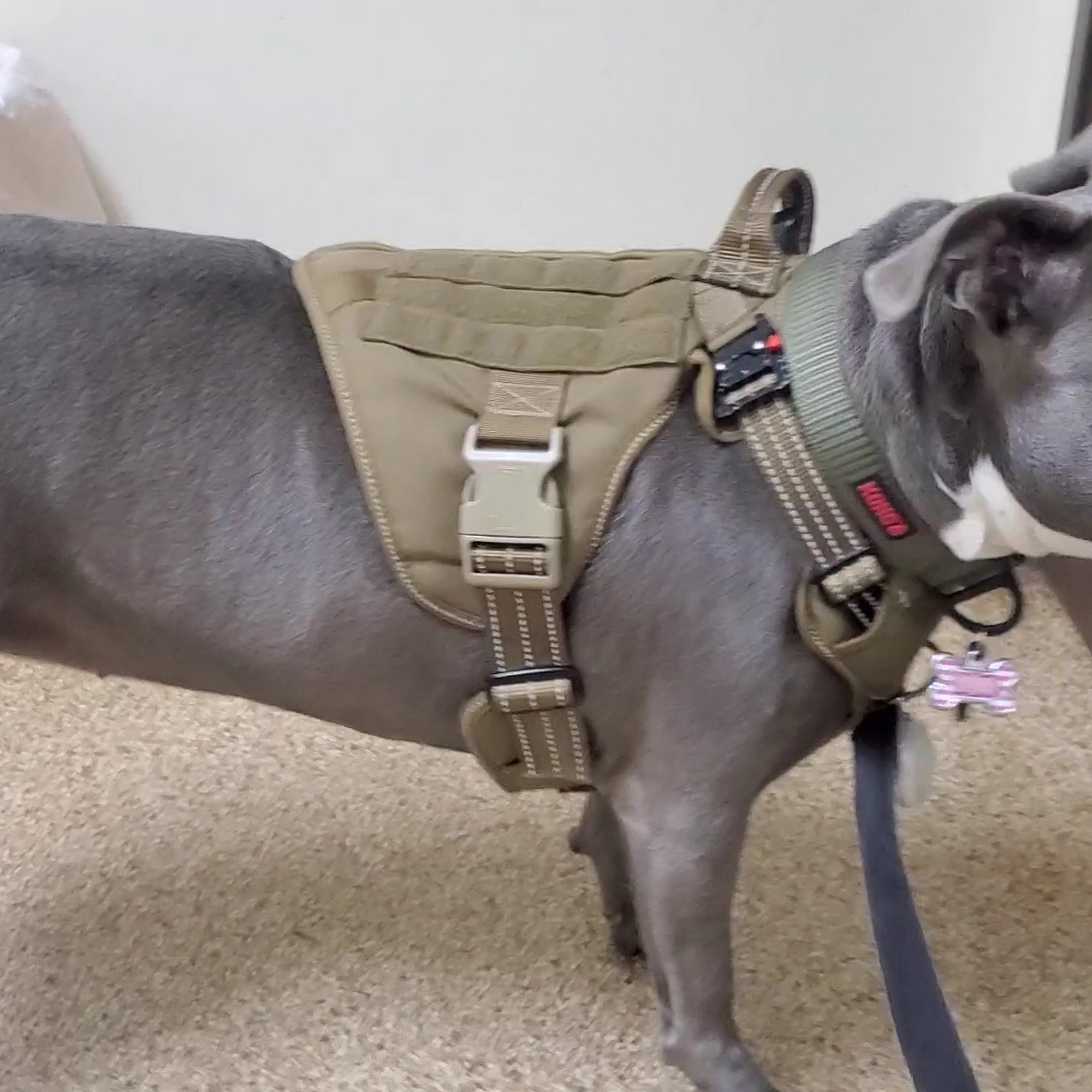 Chaparral Pet Hospital Claremont