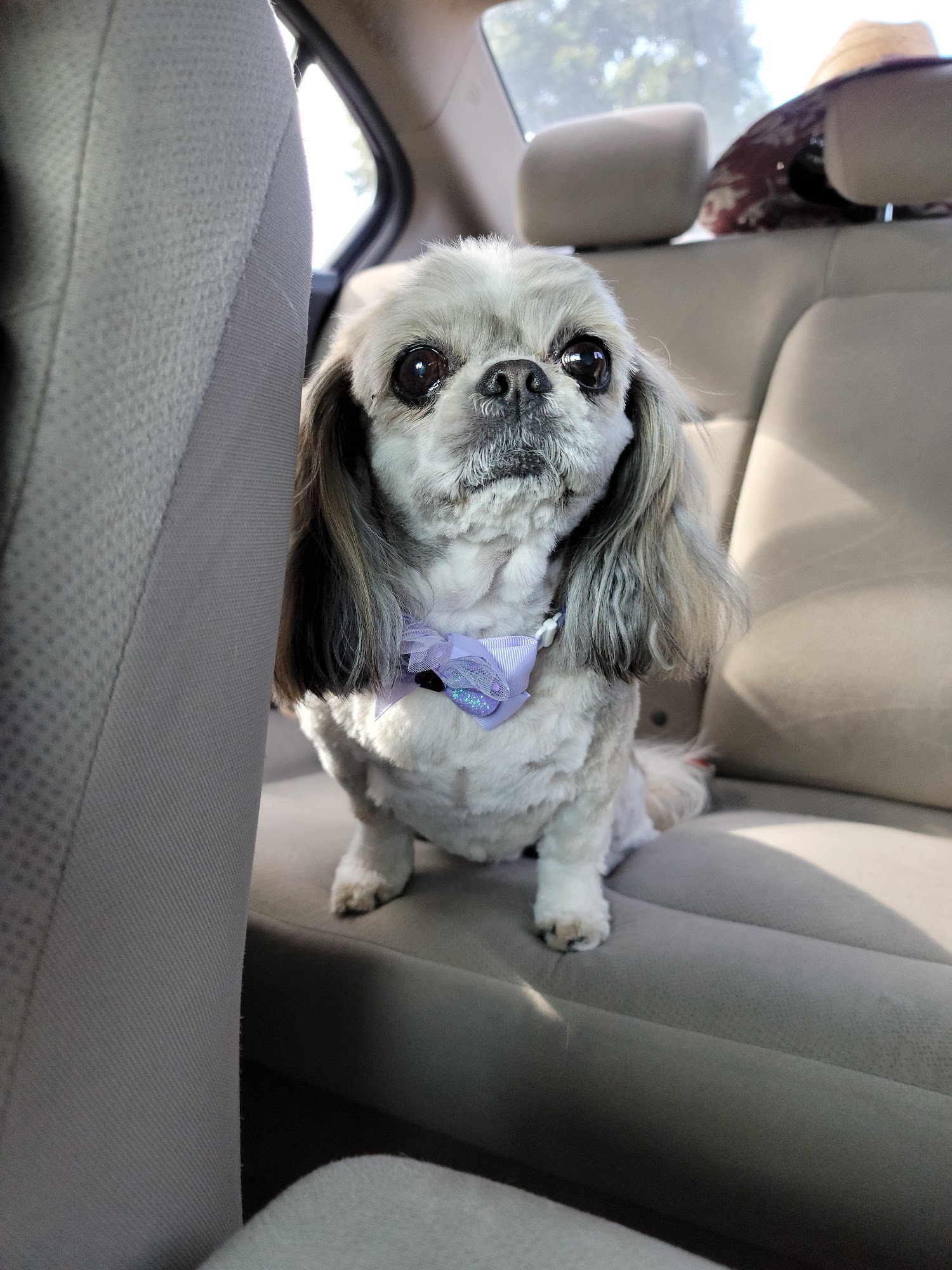 Hair of the Dog Claremont