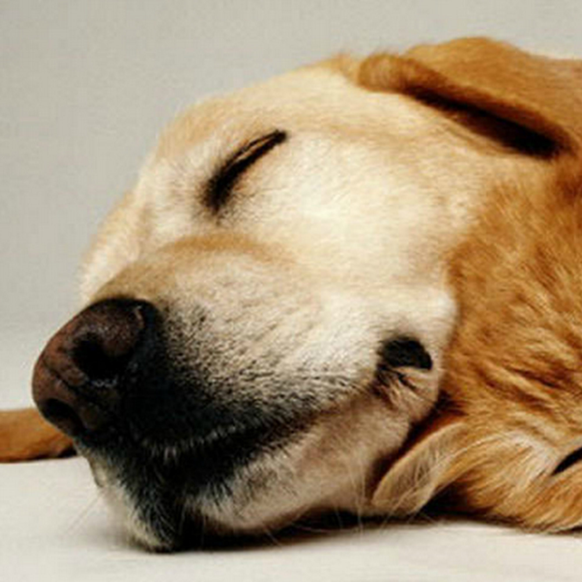 Pawsh Pets LLC Claremont