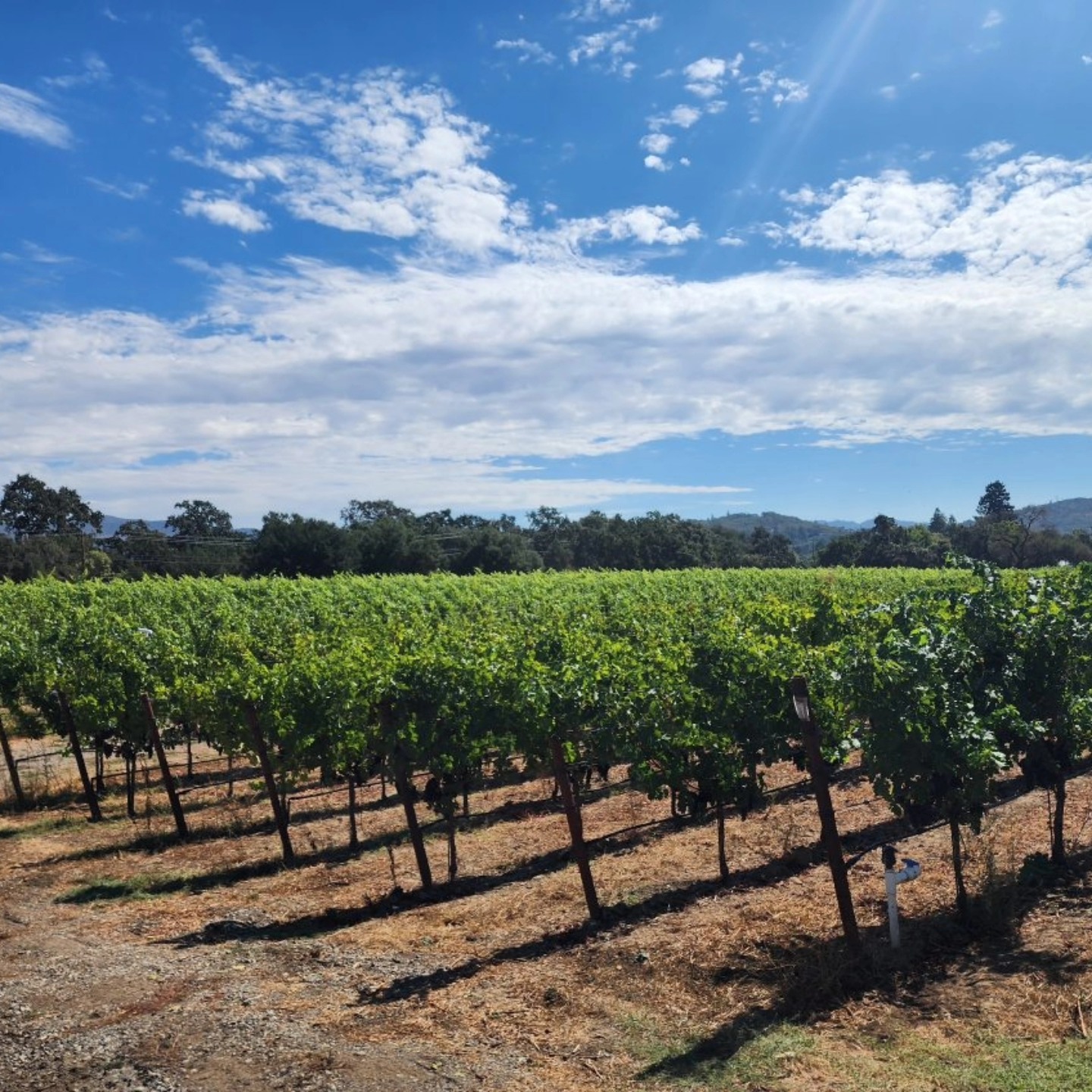 Grafted Cellars Winery and Restaurant Claremont