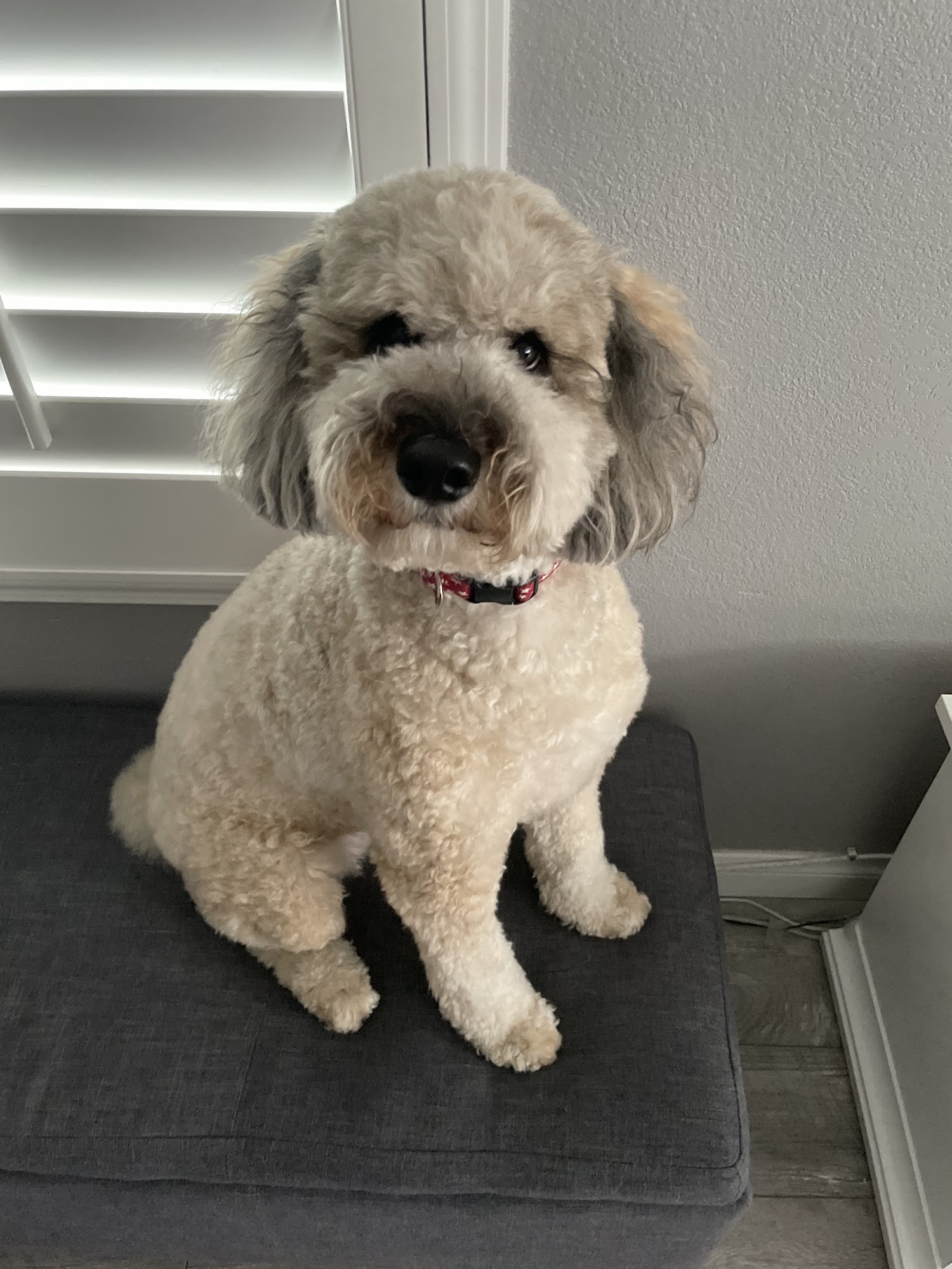 Jamie's Pin-up pups Claremont