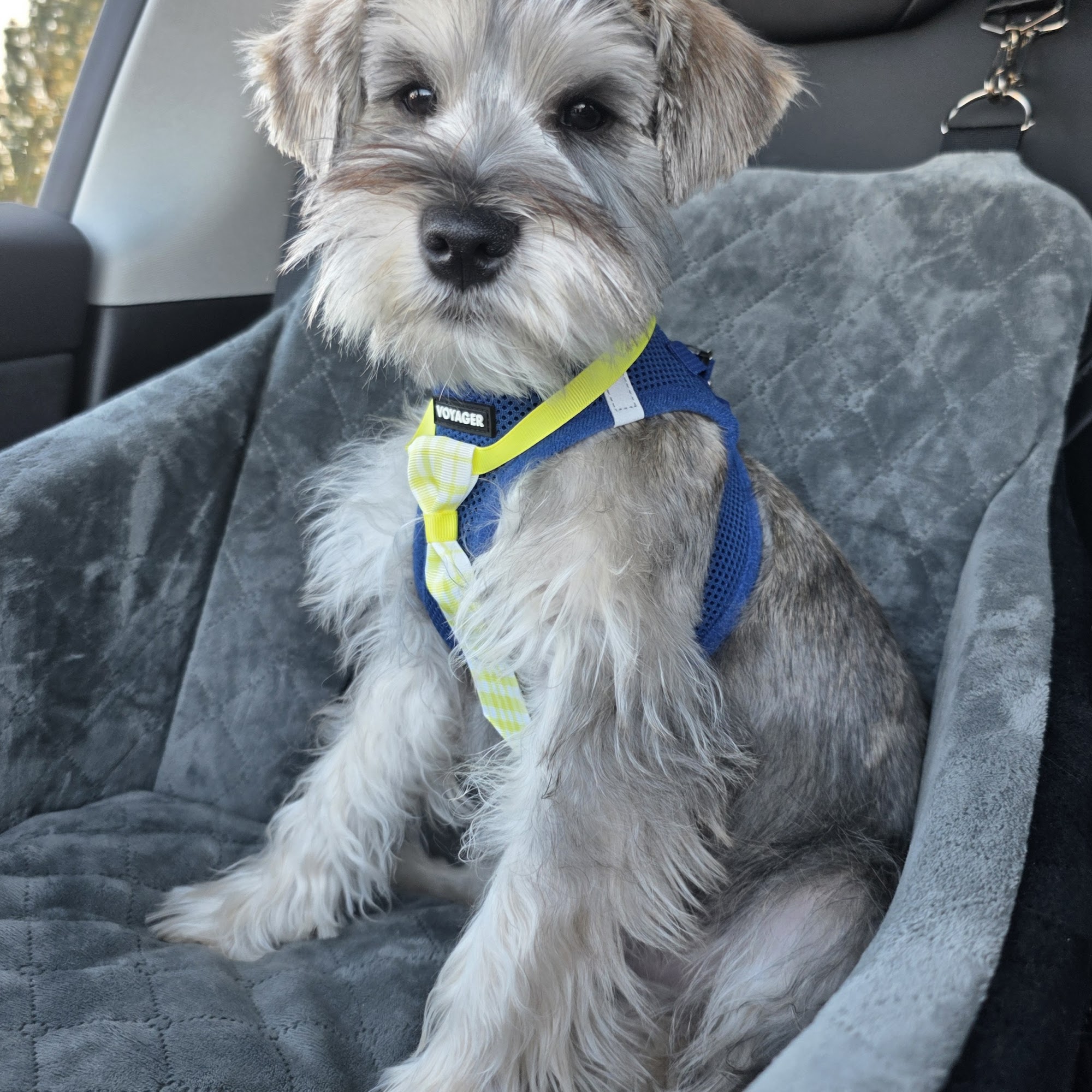 Jamie's Pin-up pups Claremont