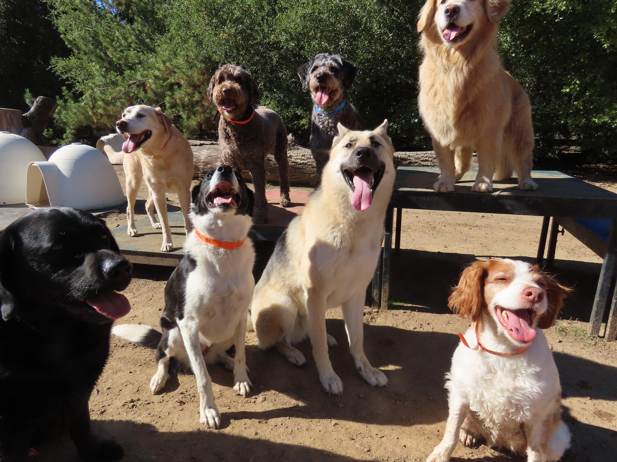 Camp Four Paws Clayton