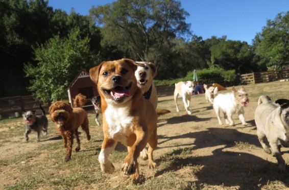 Camp Four Paws Clayton