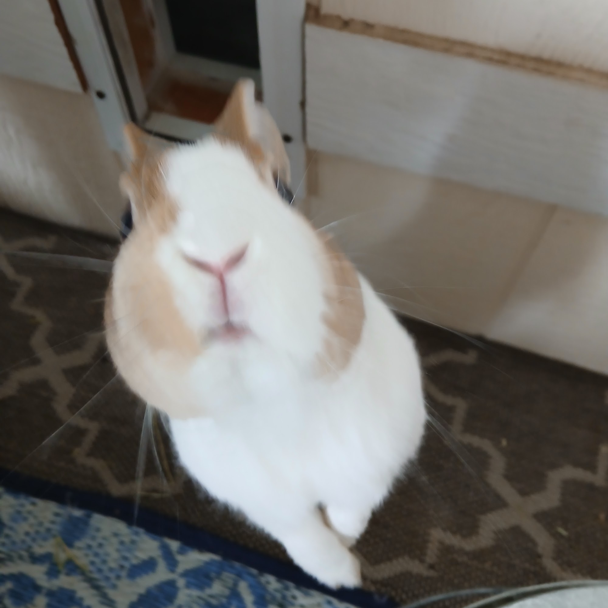 Clearlake Veterinary Clinic Clearlake