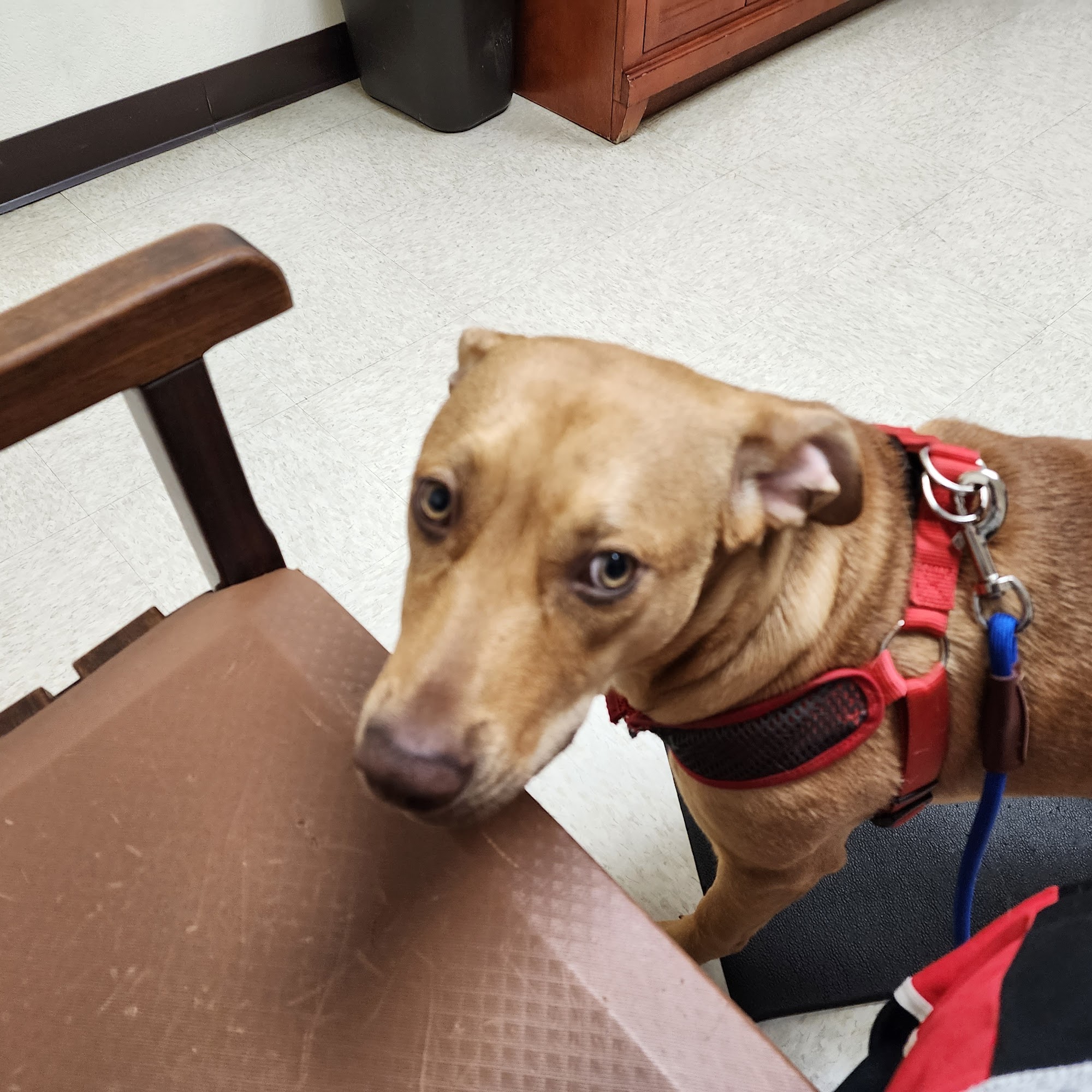 Animal Hospital of Lake County Clearlake