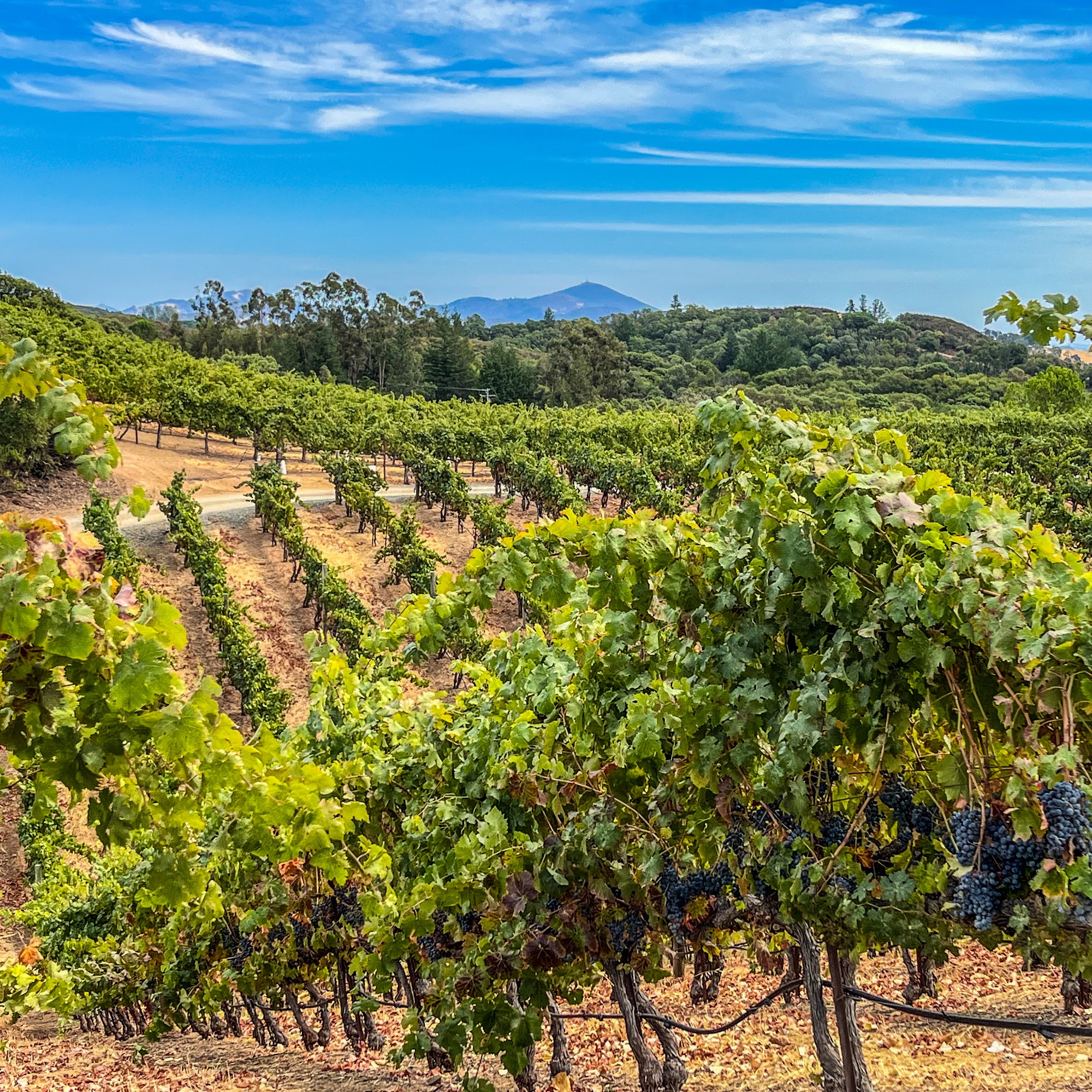 BobDog Wines Cloverdale