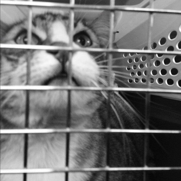 Banfield Pet Hospital Clovis