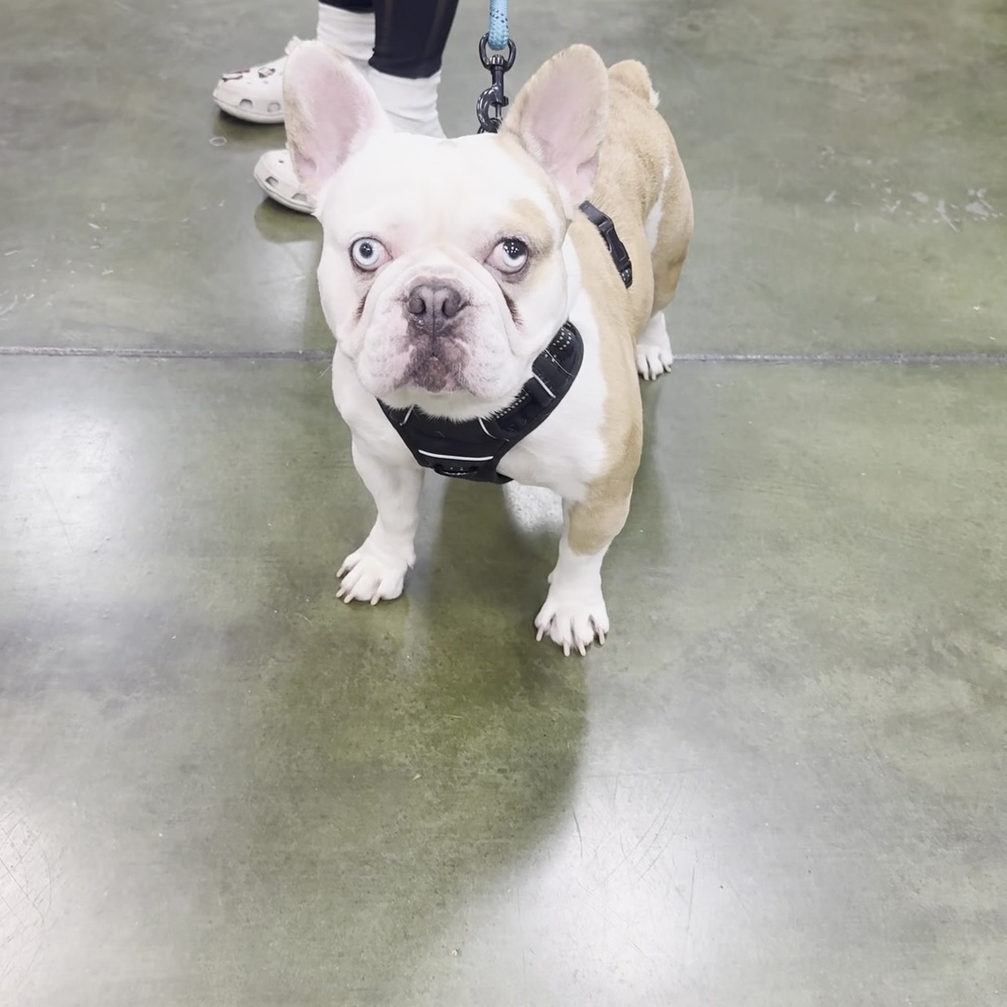 Pet Supplies Plus Clovis Clovis