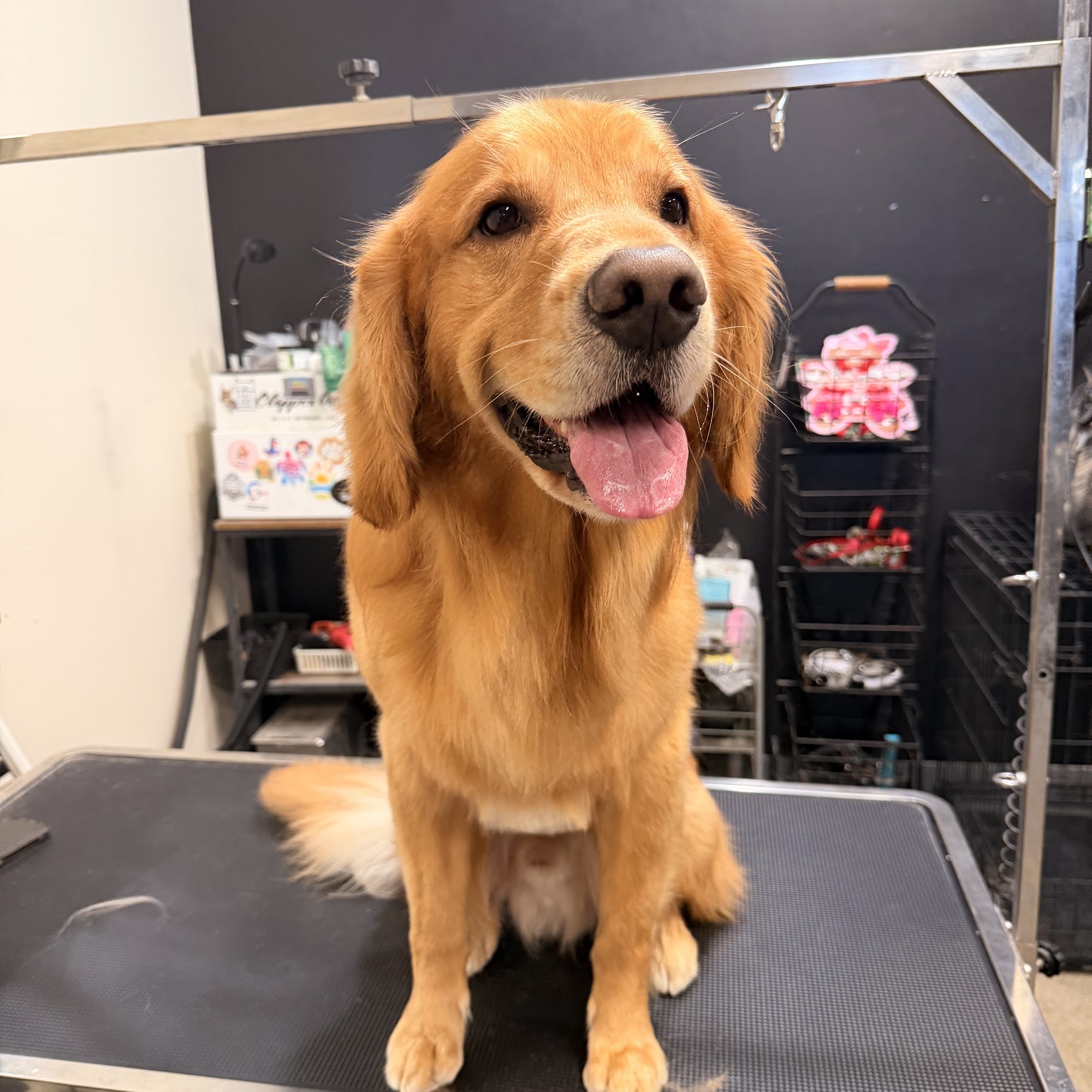 Fresh Coats Luxury Pet Grooming Clovis