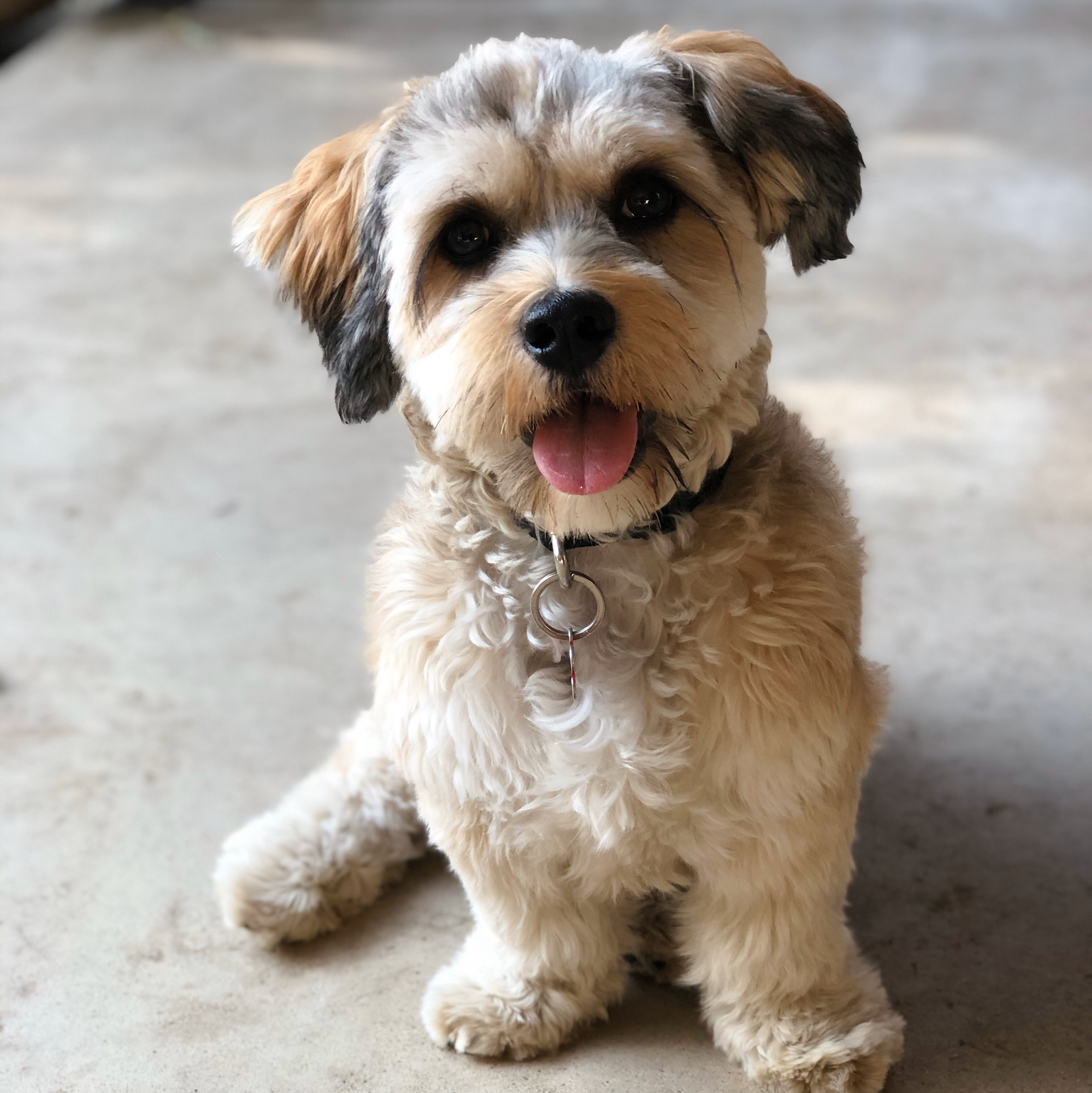 Dogspring Training Clovis