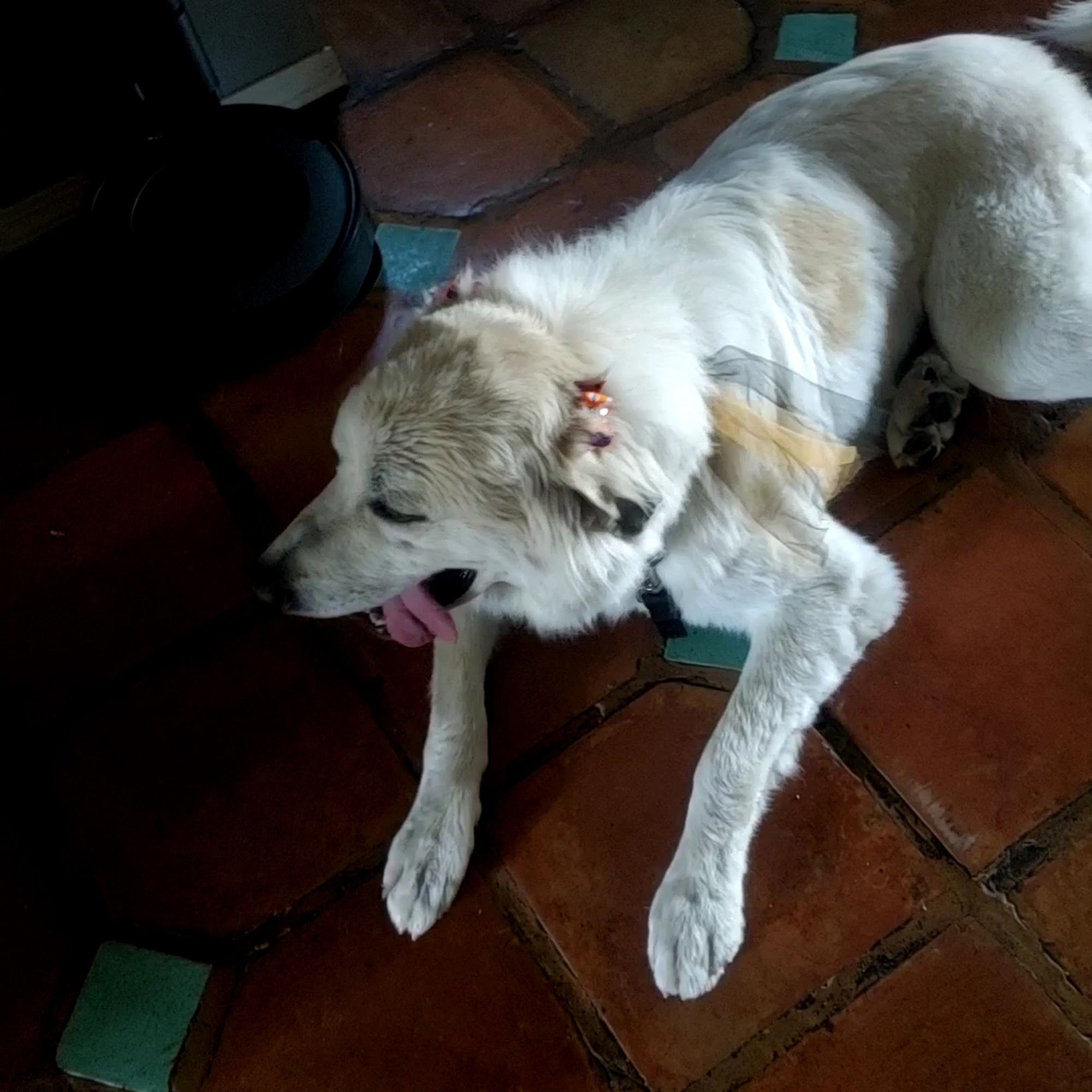 Animal Kingdom Dog Grooming Colton