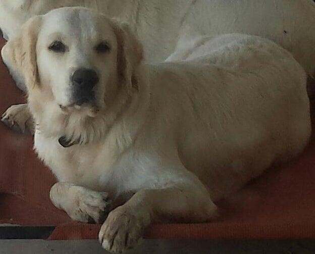 Lucky Charm Golden Retrievers Colton