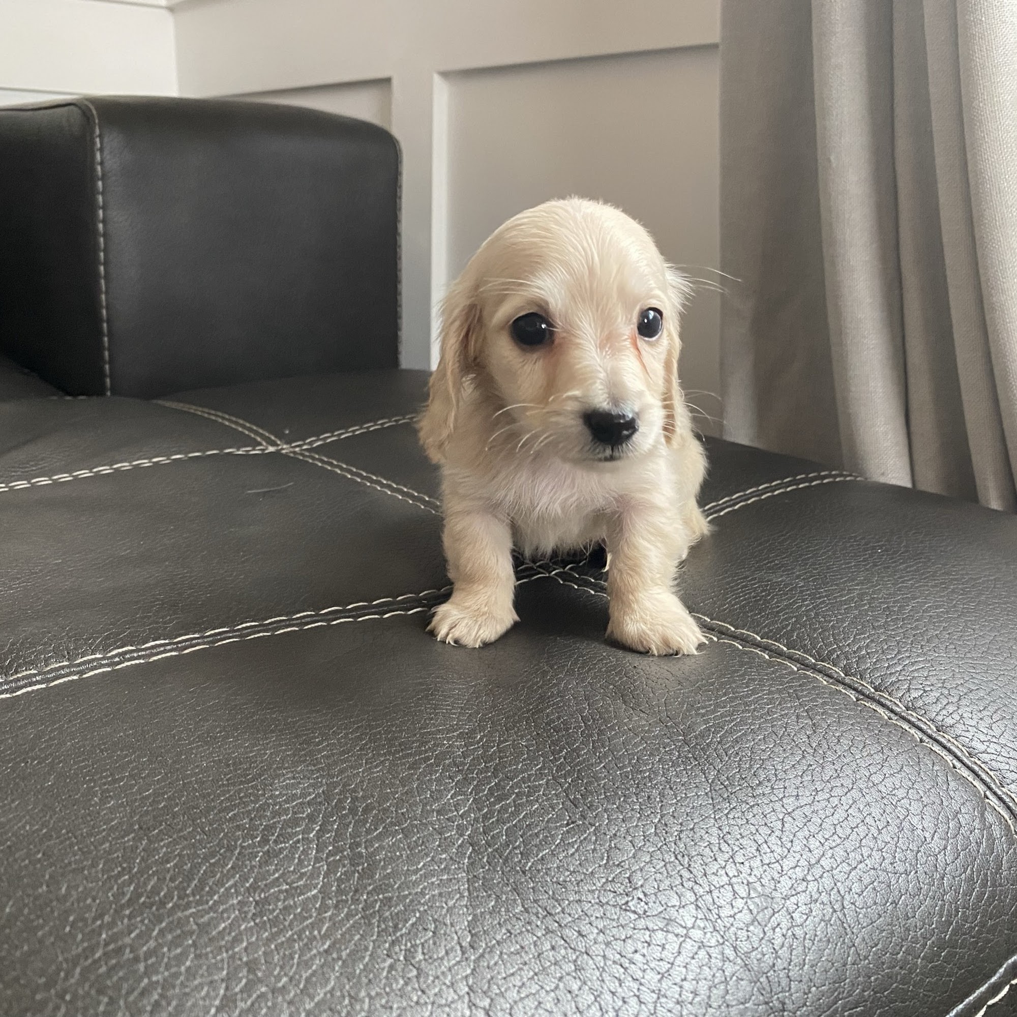 Crown Dachshunds Colton