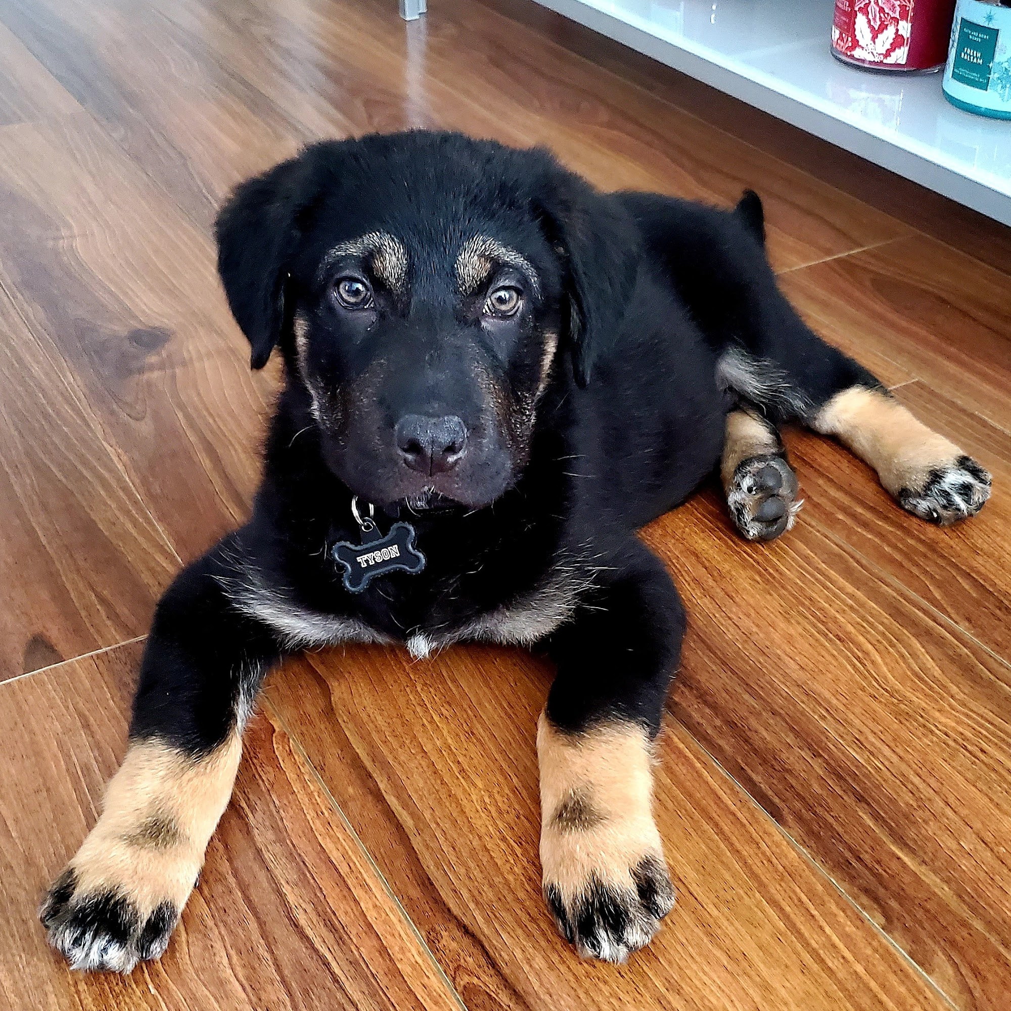 Alameda Animal Hospital Compton