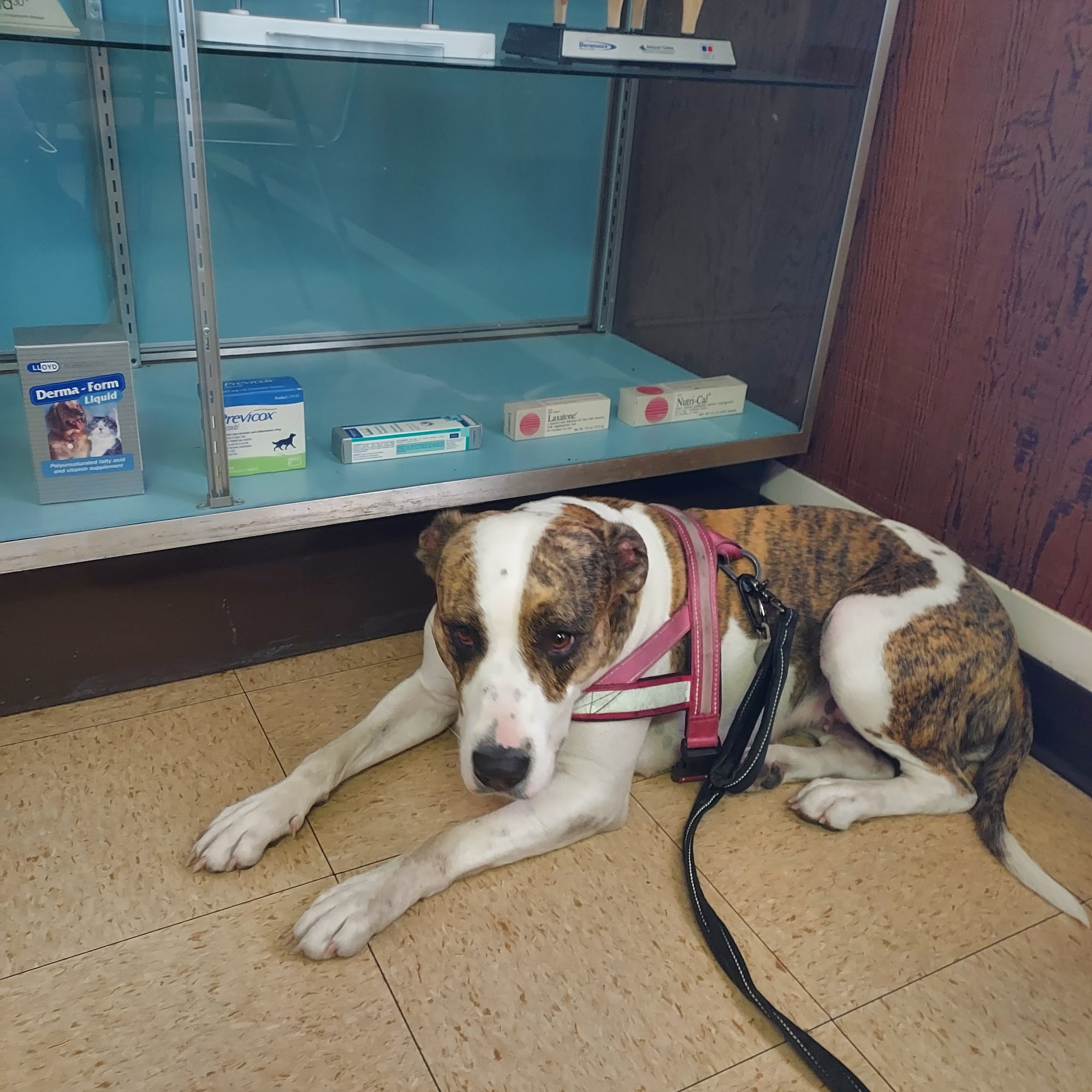 ABC Veterinary Hospital Concord