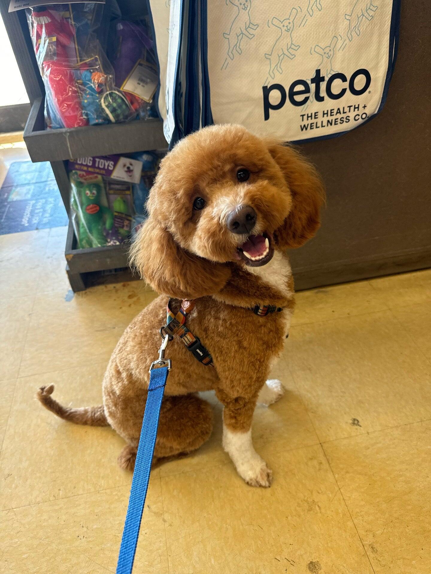 Petco Vaccination Clinic Concord