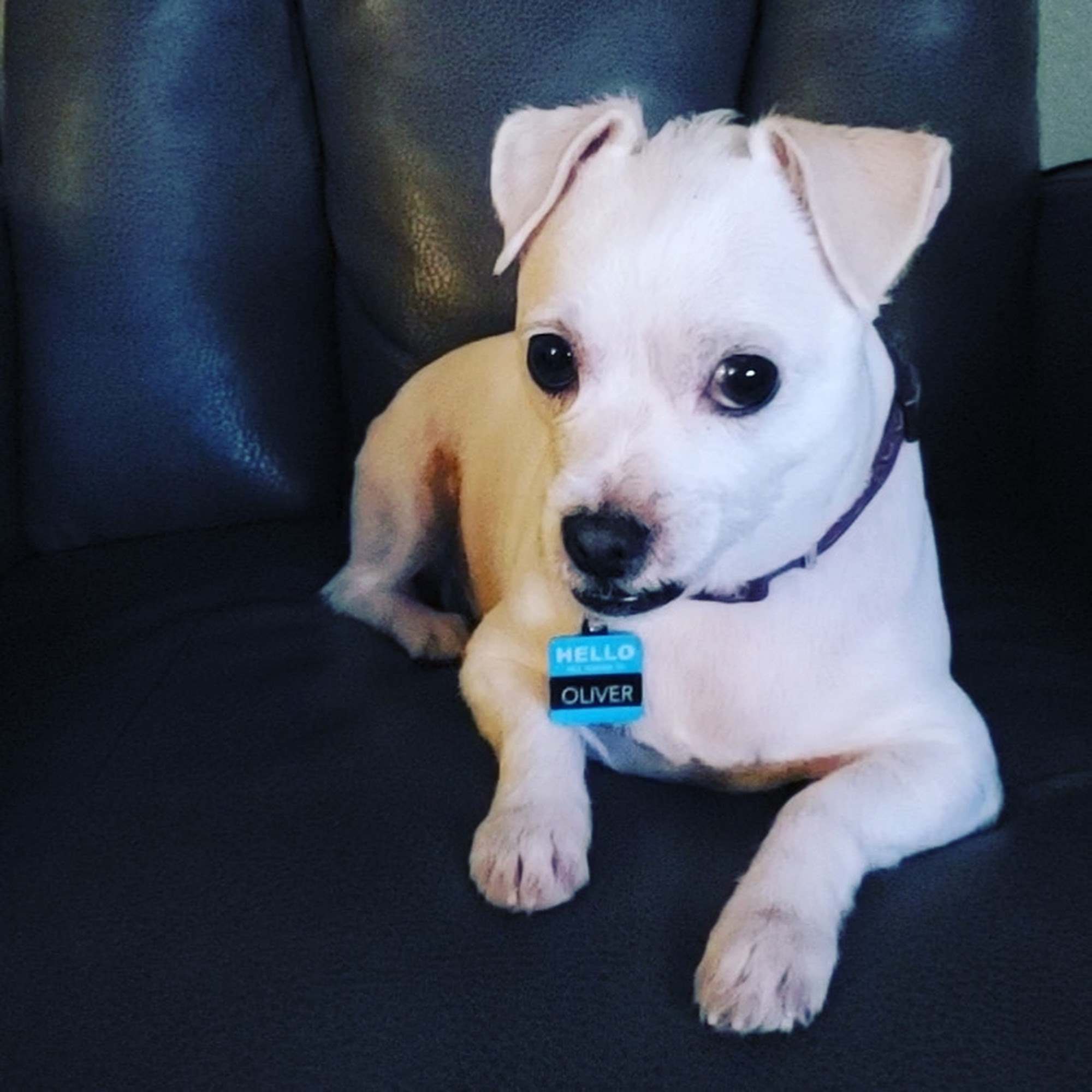 PET PARADISE GROOMING Concord