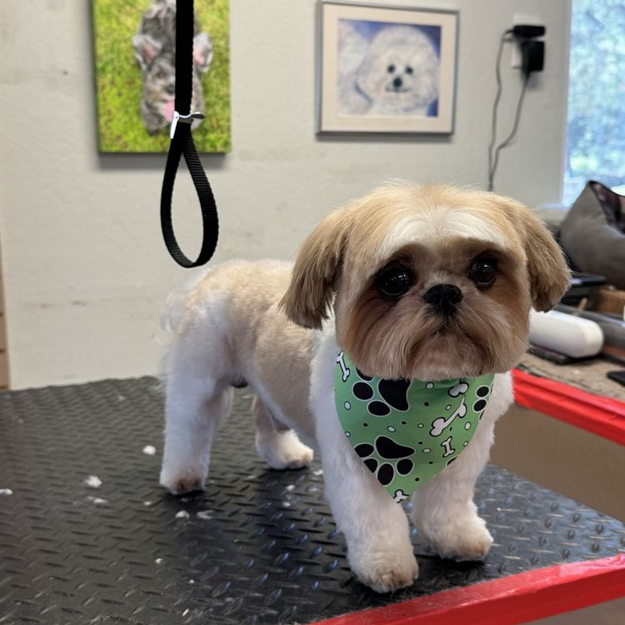 All Breed Grooming Concord