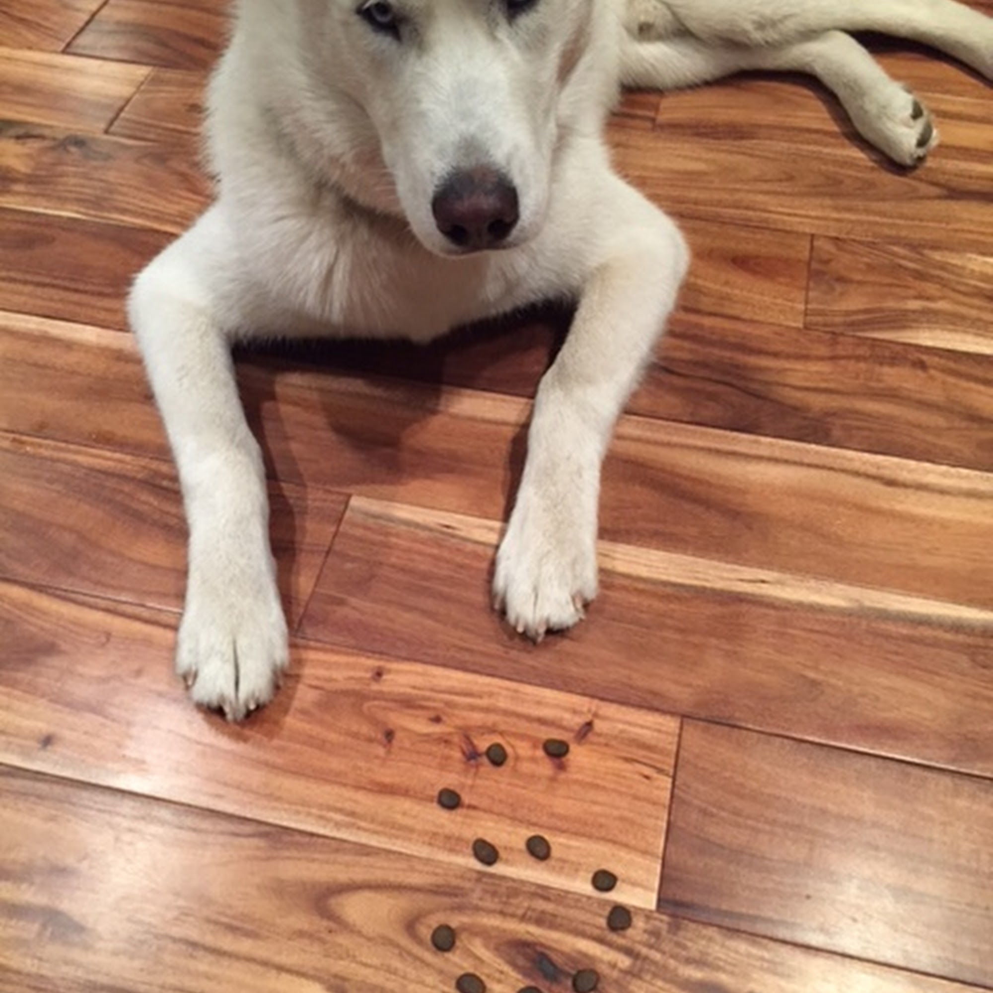 Tailored Dog Training Concord