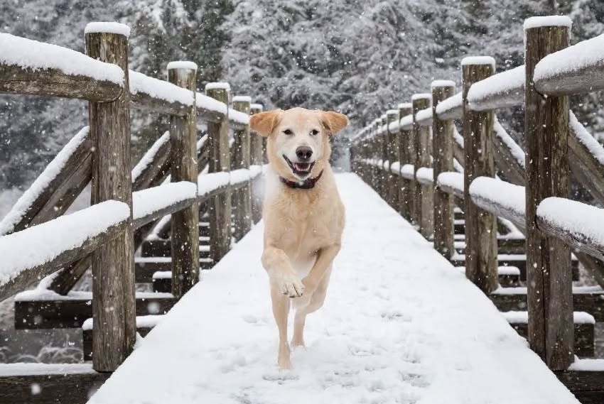 Restful Paws Concord