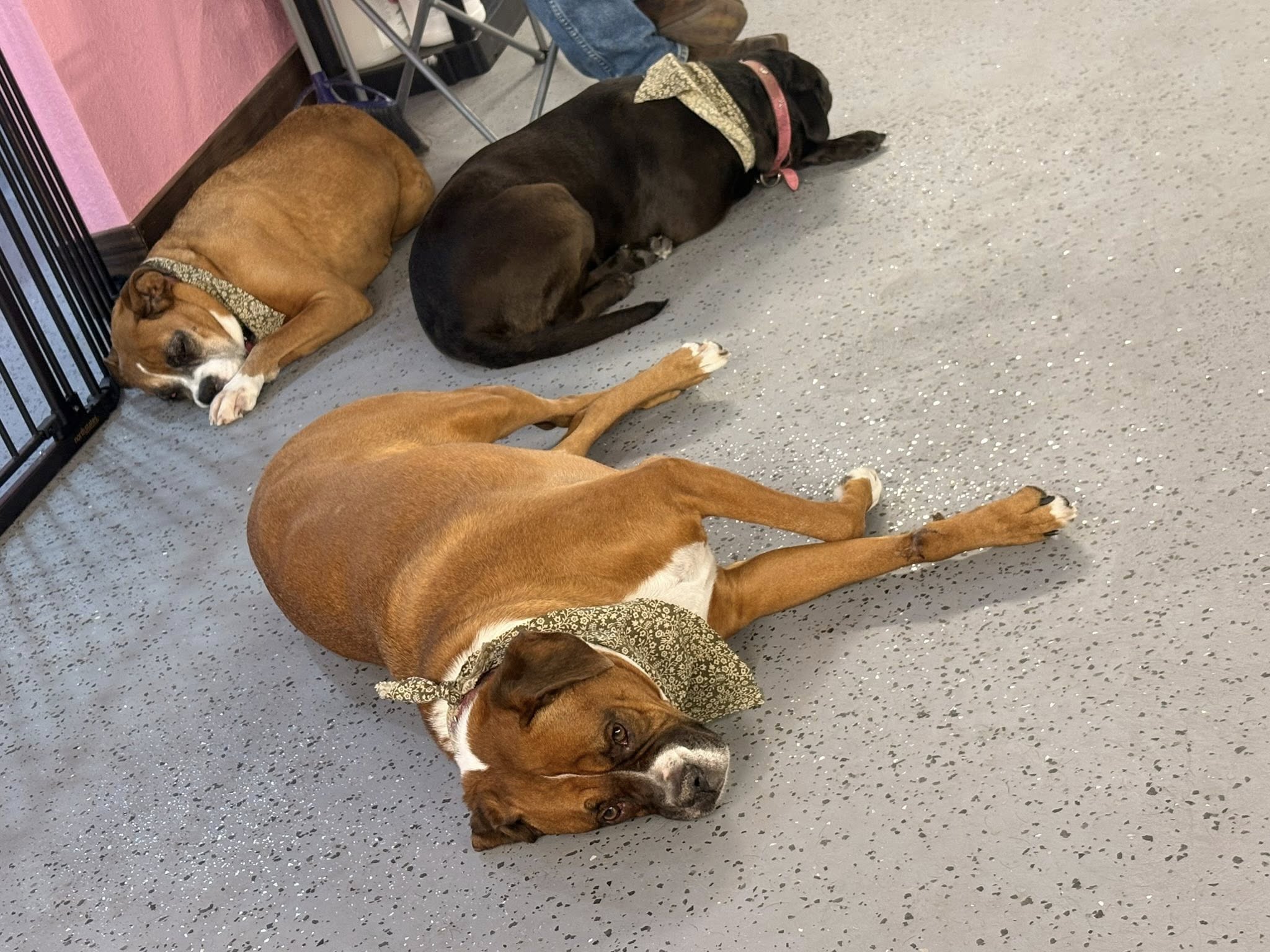 Pampered Paws Pet Spa Concord