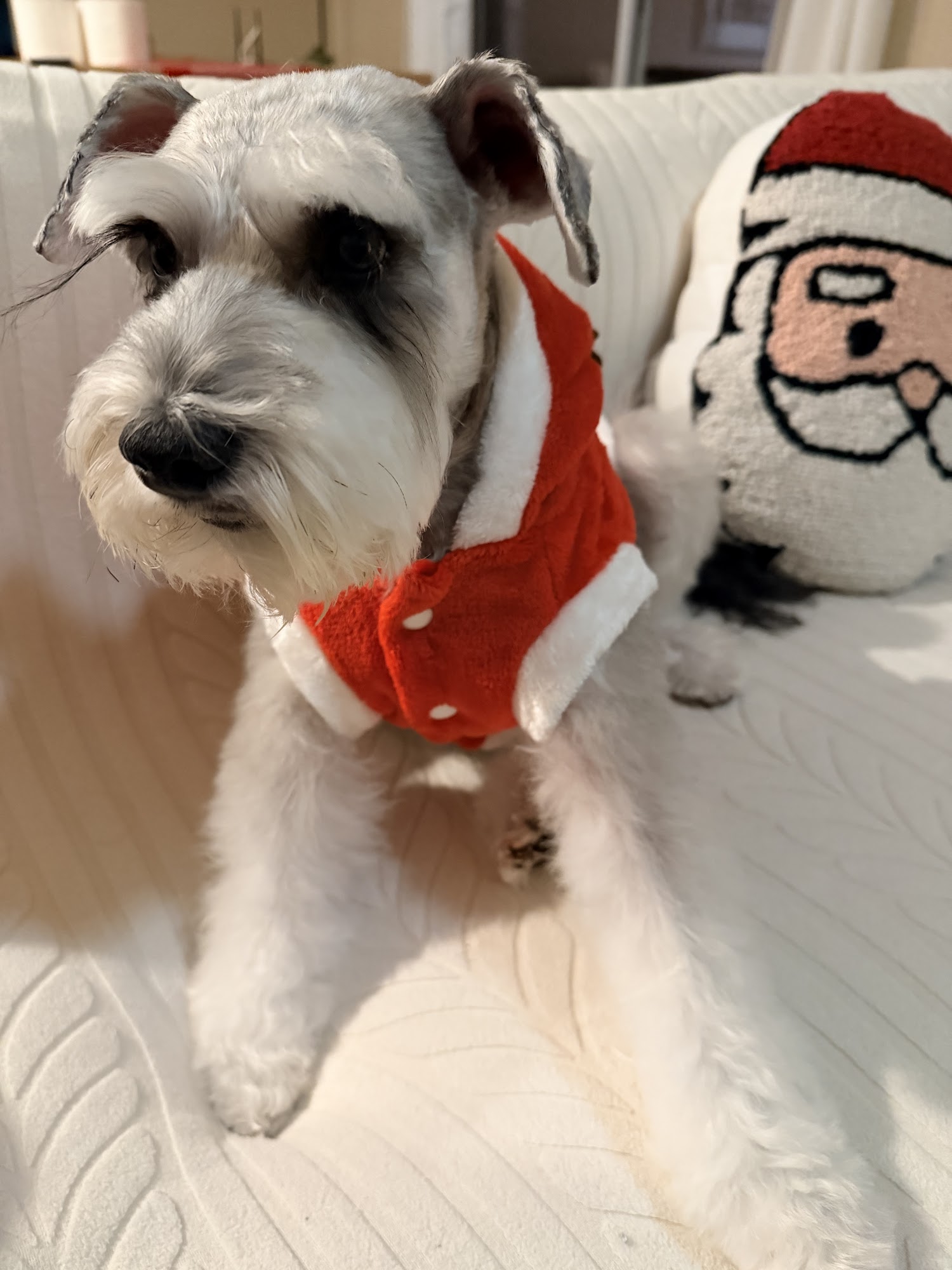 Perfect Pet Salon Concord