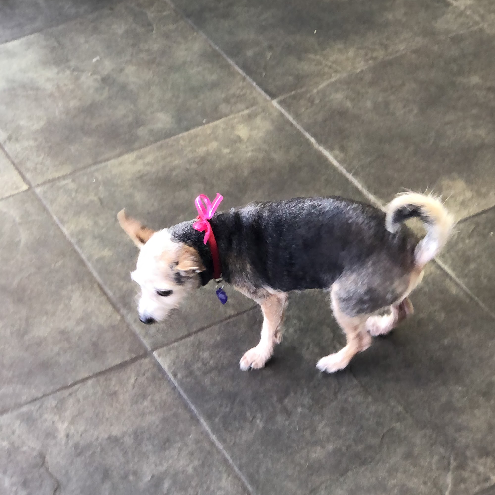 Happy D's Pet Spa & Salon Corona Del Mar