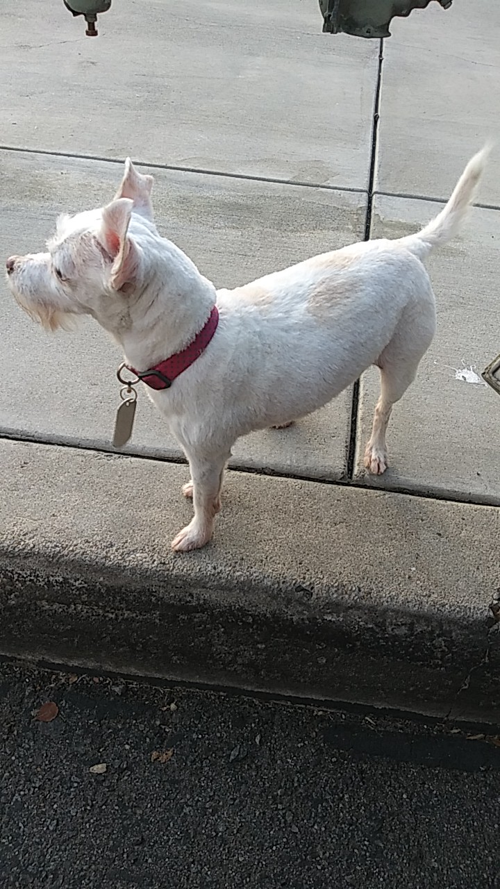 Yuppie Puppies Pet Shop Corona