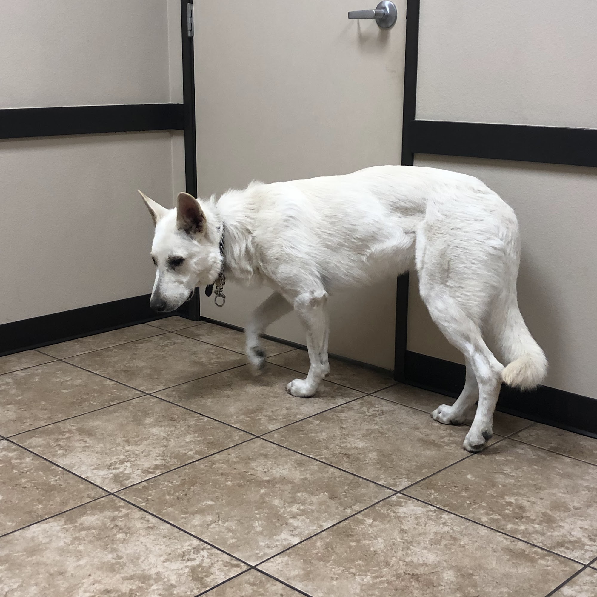 Sycamore Creek Animal Hospital Corona